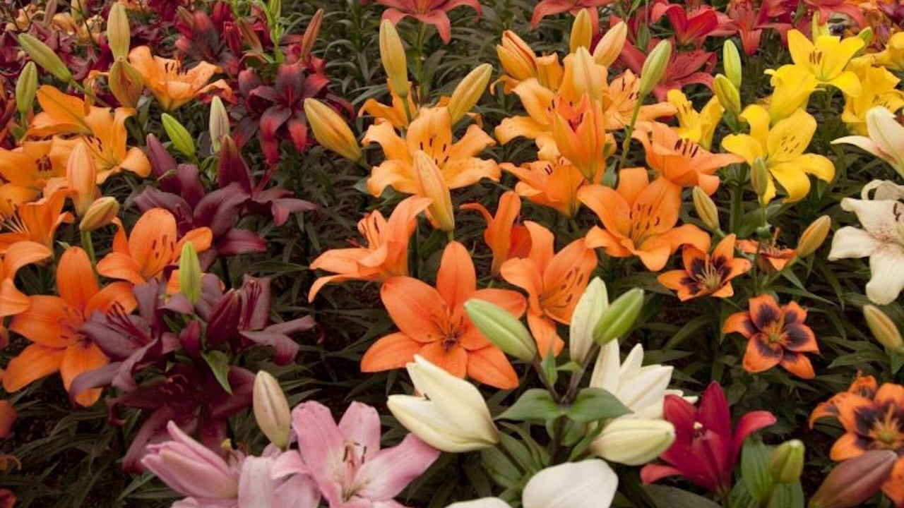 Daylily Nursery