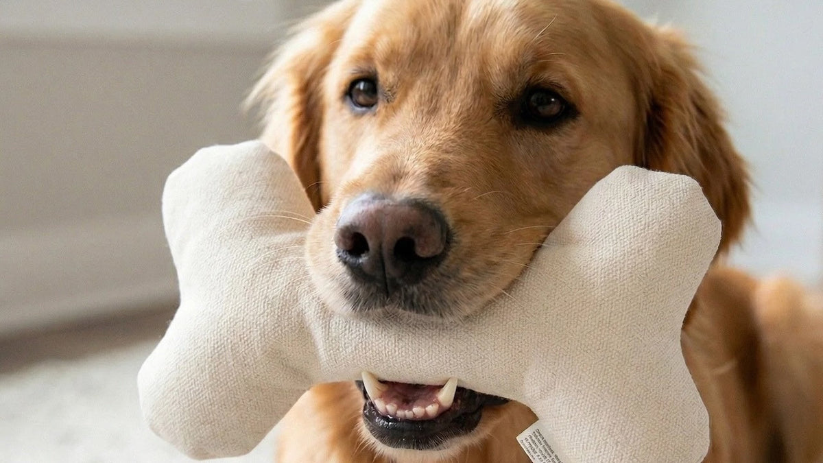 Pata Pal Pet Toys