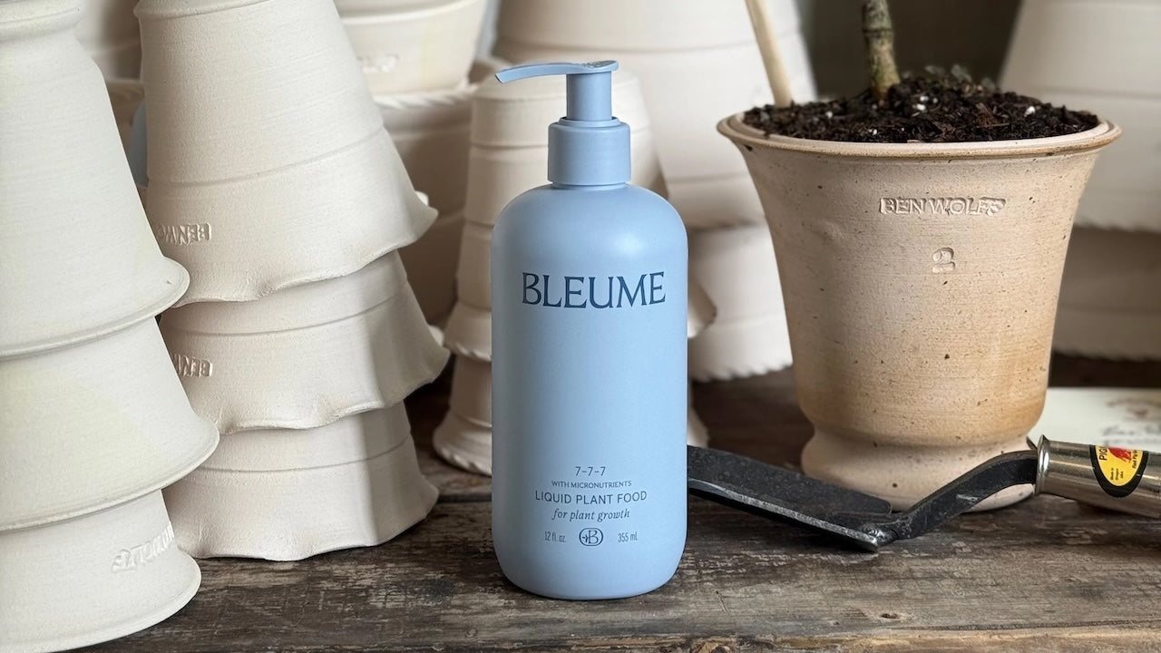 Bleume