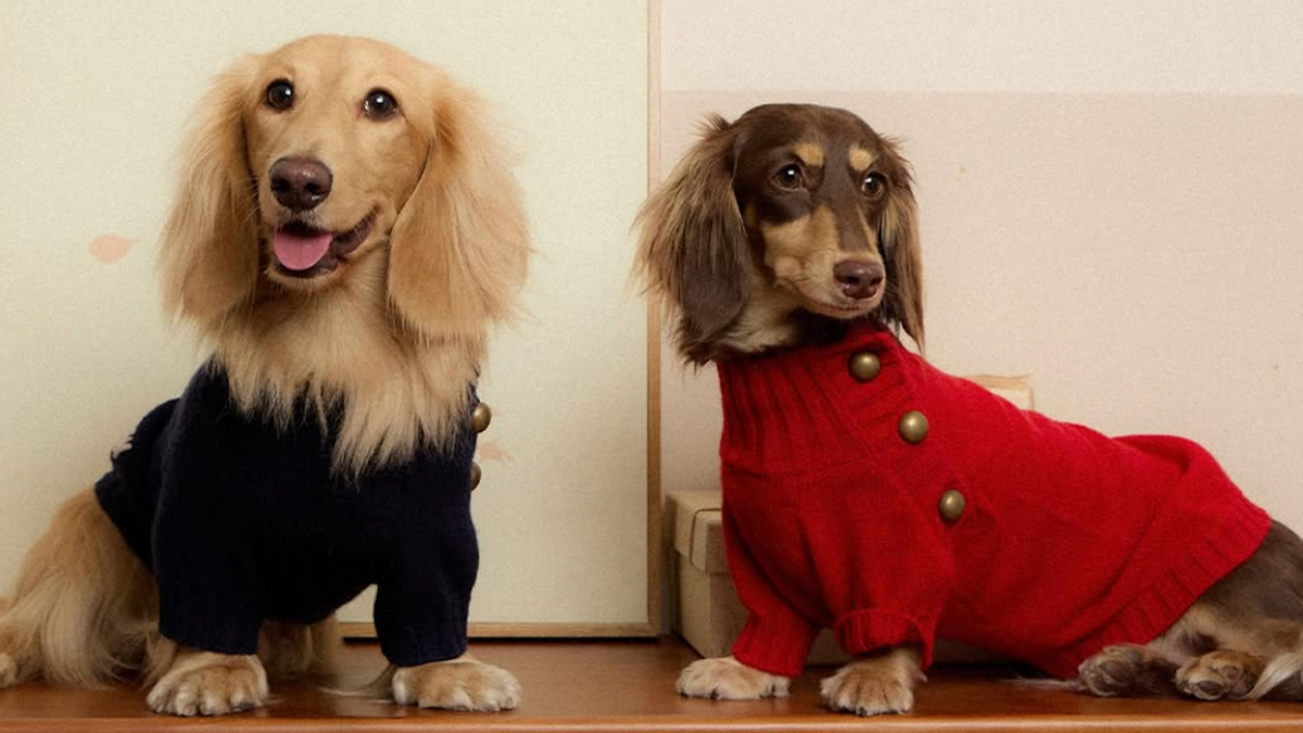 Cave Canem
