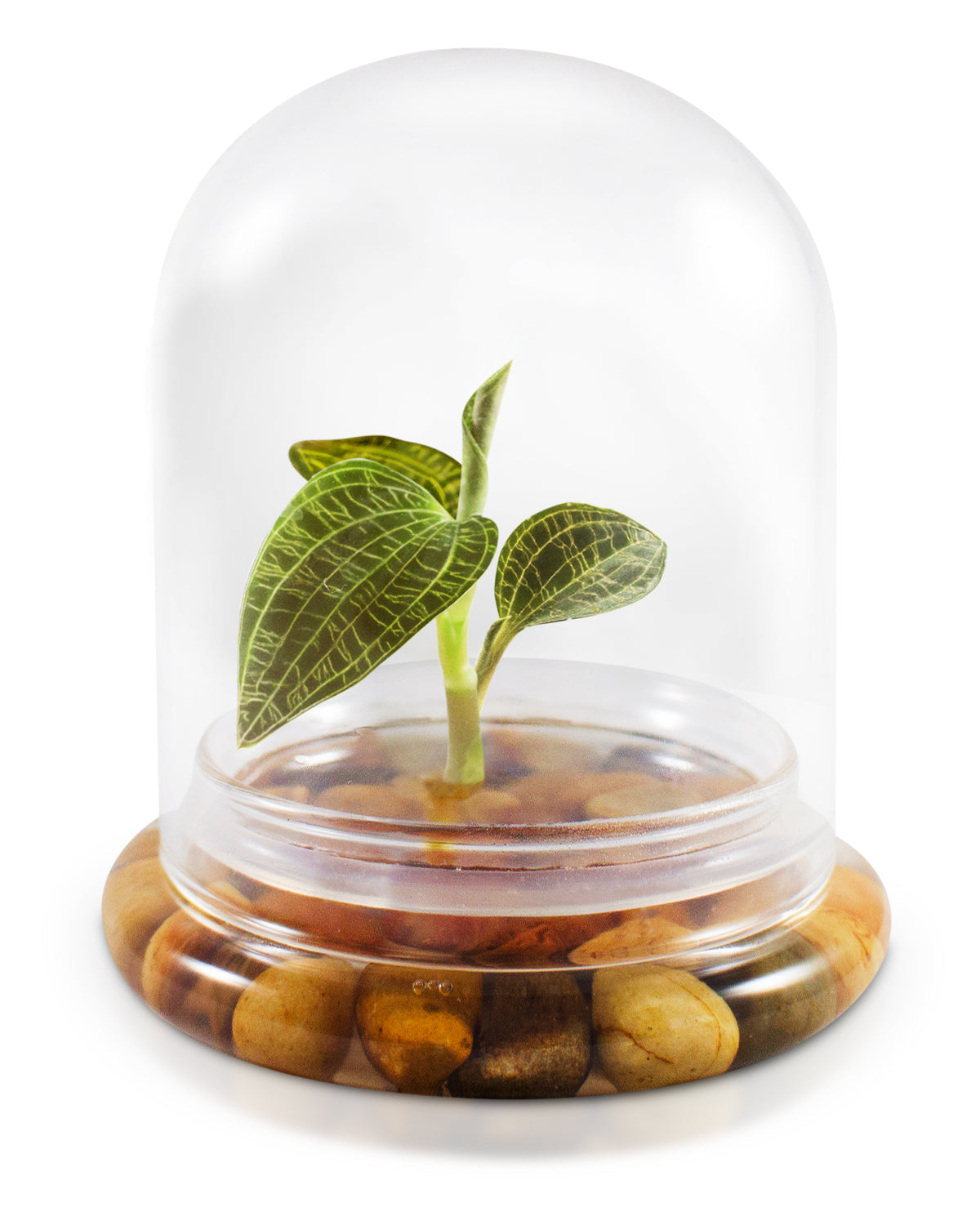 Jewel Orchid Terrarium, Macodes Petola, Great Unique Gift, 100% Growth Guarantee - Orchid Gene