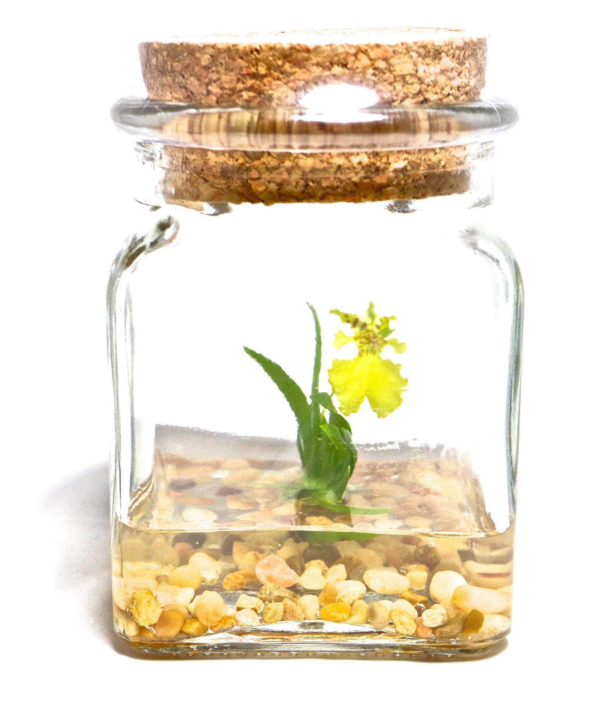 Orchid Terrarium-Miniature orchid/Glass Terrarium/Indoor Garden/Office desk/Live plants/Gift for Her/Wedding Favor/Bridesmaid/Anniversary - Orchid Gene