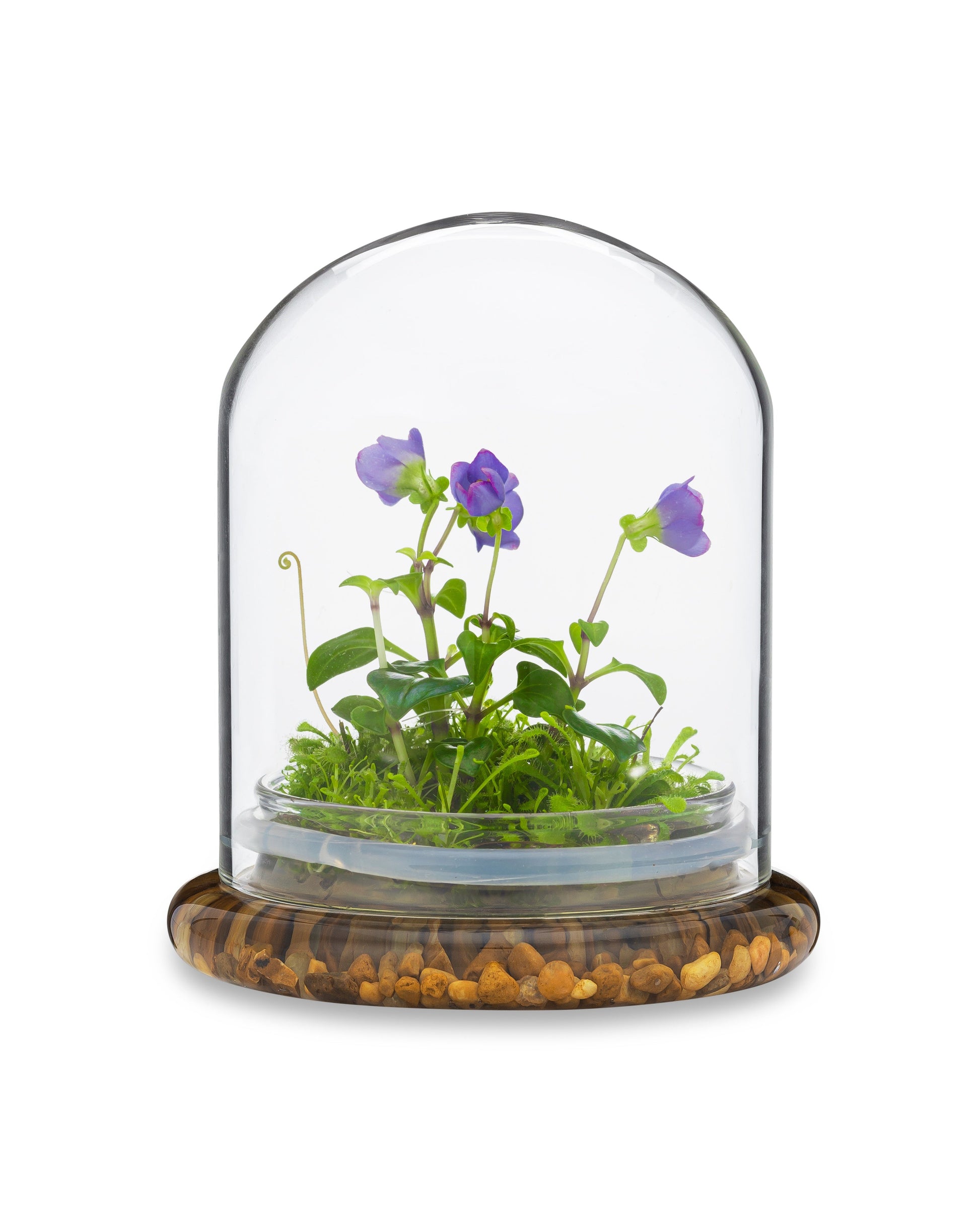 Persian Violet (Exacum Affine) with Sundew Moss, All Season Flowering, Dome Glass - Orchid Gene