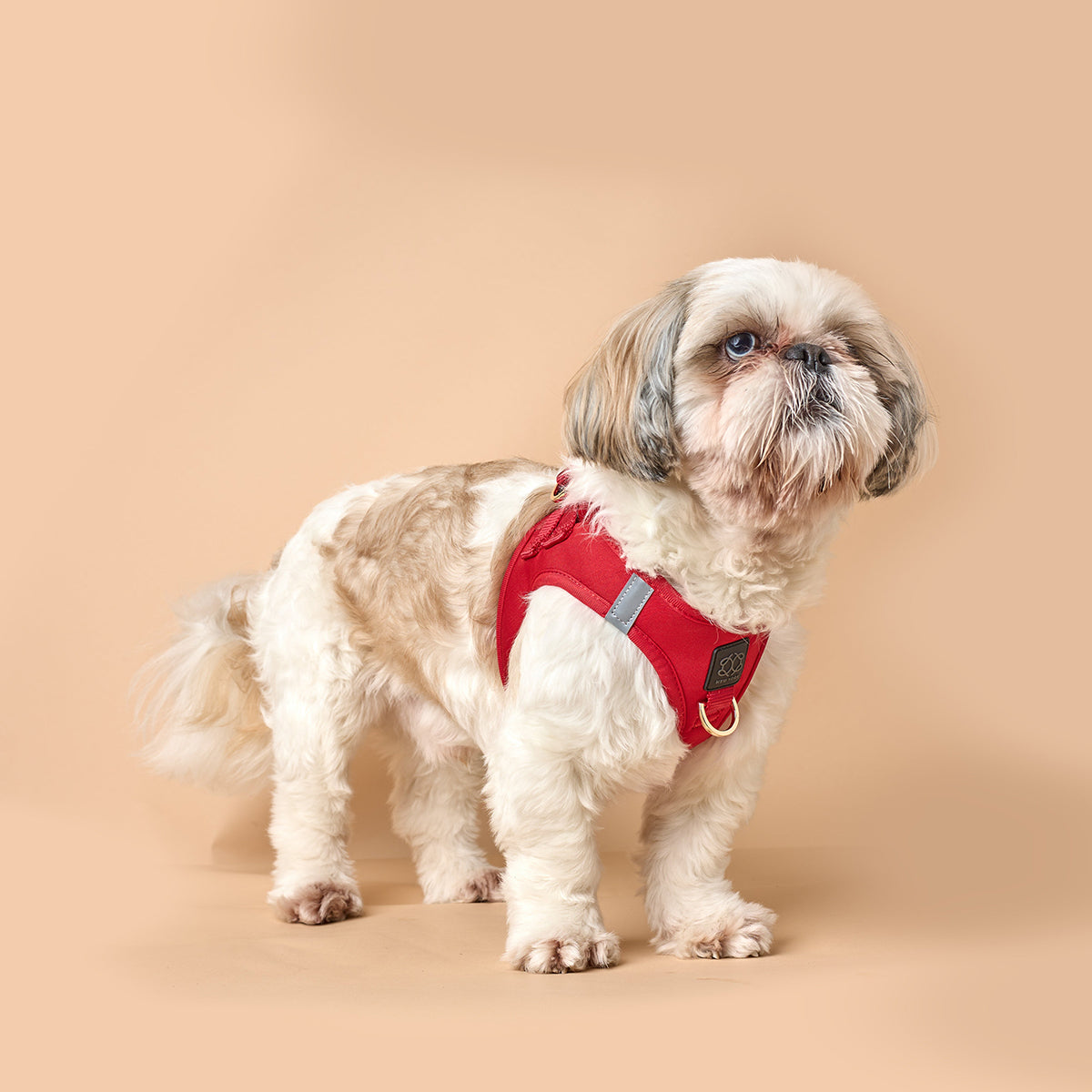 designer dog leashes and collars, designer dog collar and leash, pet accessories designer, fancy harness for dogs, luxury dog harness, fancy dog stuff, pet accessories designer, stylish dog leash