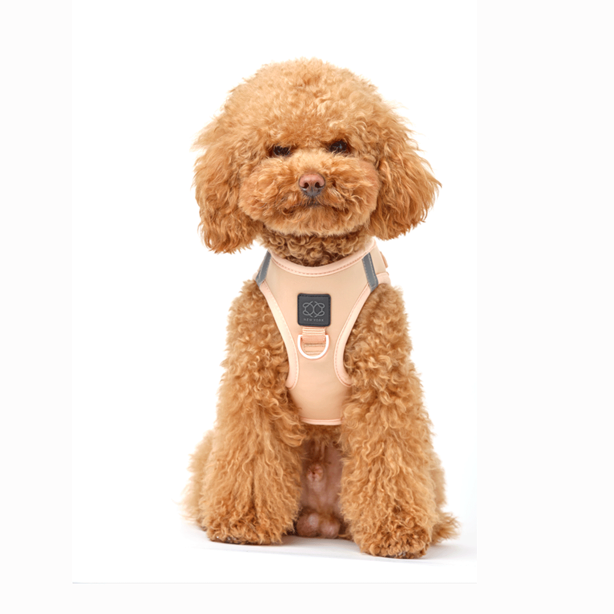 designer dog leashes and collars, designer dog collar and leash, pet accessories designer, fancy harness for dogs, luxury dog harness, fancy dog stuff, pet accessories designer, stylish dog leash