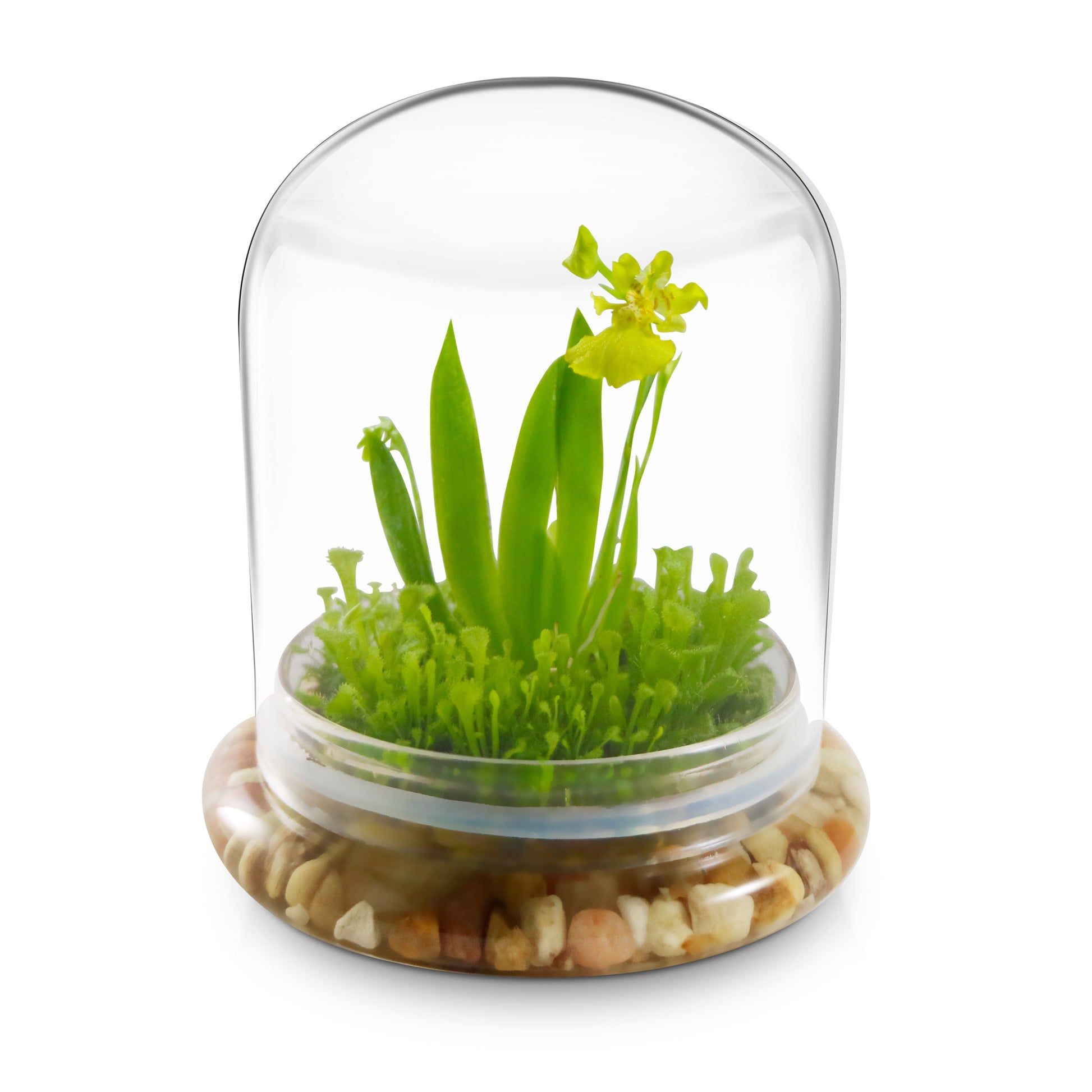 Everlasting Orchid Terrarium with Sundew Moss - Psygmorchis Pusilla – Self growing, Maintenance free, Unique Gift. - Orchid Gene