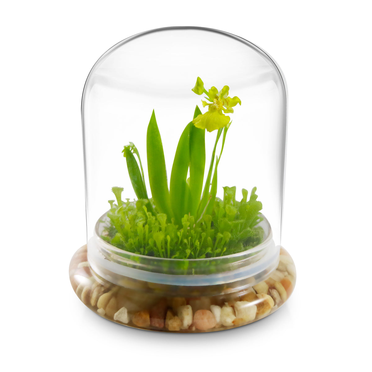 Everlasting Orchid Terrarium with Sundew Moss - Psygmorchis Pusilla – Self growing, Maintenance free, Unique Gift. - Orchid Gene