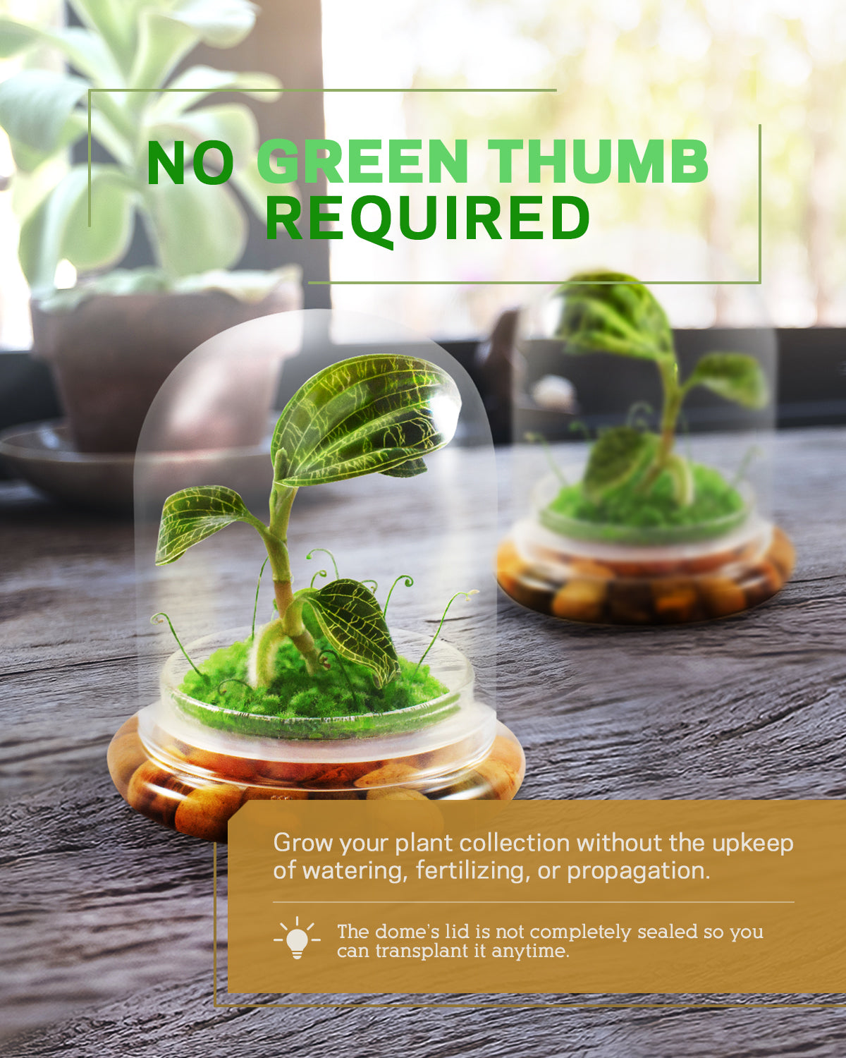 Jewel Orchid Terrarium, Macodes Petola, Great Unique Gift, 100% Growth Guarantee - Orchid Gene