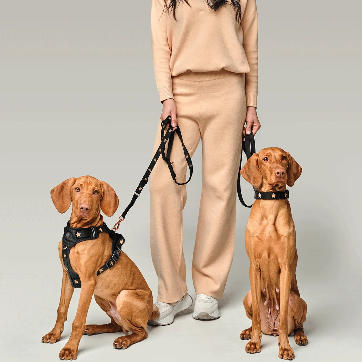 Dogistry