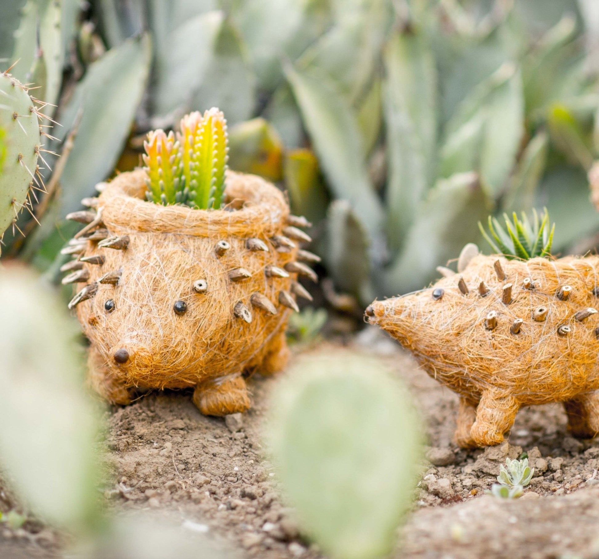 Planters - Hedgehog Planter - Coco Planter| LIKHÂ - LIKHÂ