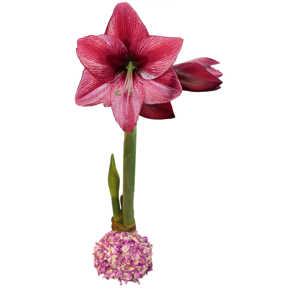 Revelation Rose Petal Base 36+ 18 Bulbs/Case