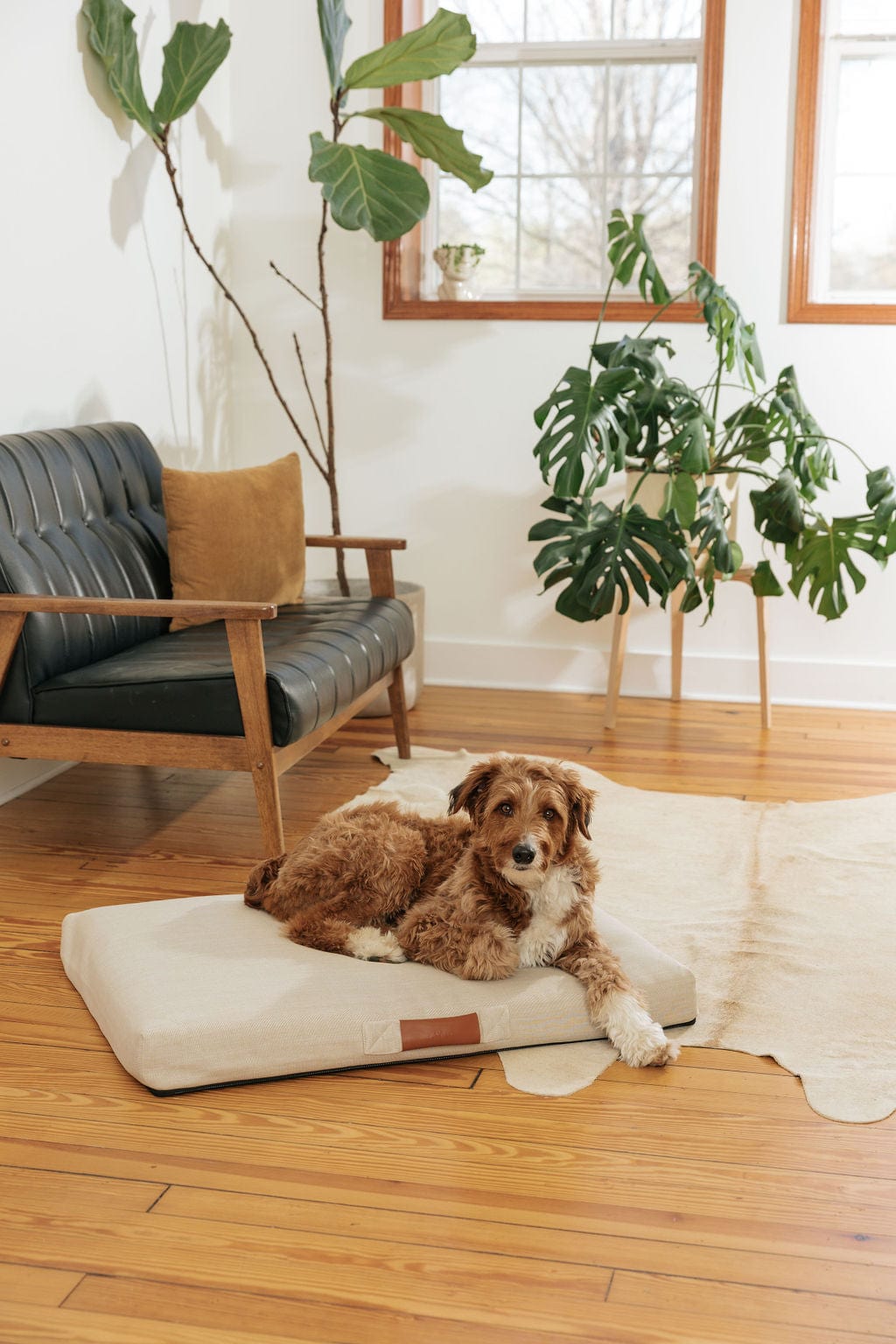 LAY LO™ Pets Minimalist Ecru | Modern Dog Bed or Bed Cover Lay Lo Pets
