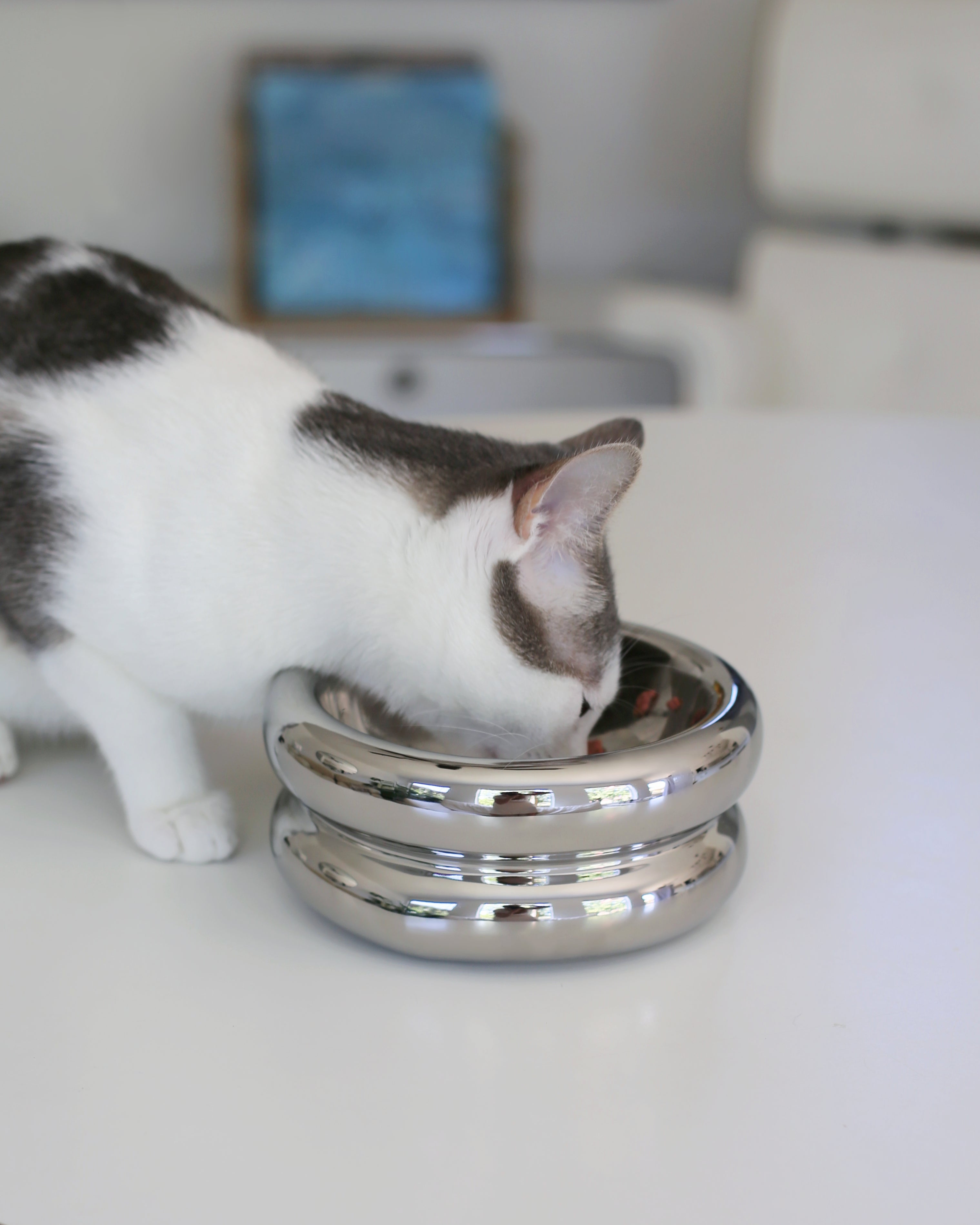 grey and white aesthetic cat eating from chrome best elevated cat bowl by catenary home modern cat furniture brand on white table 