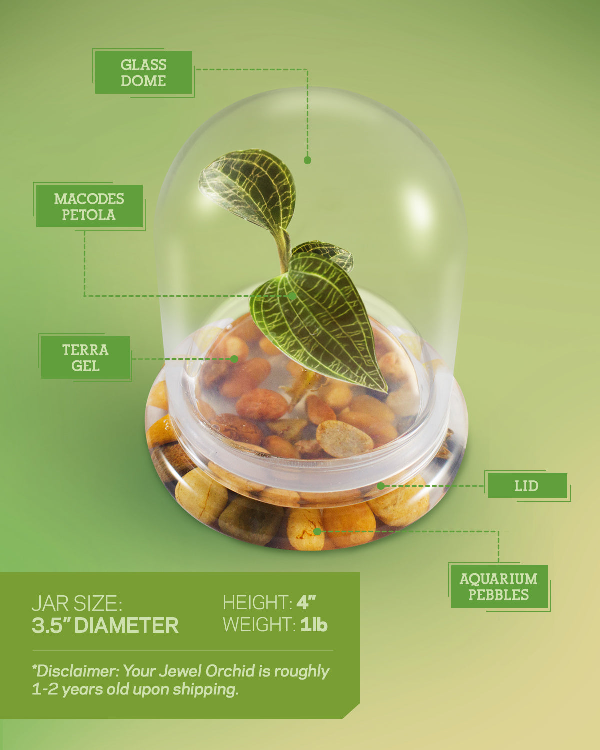 Jewel Orchid Terrarium, Macodes Petola, Great Unique Gift, 100% Growth Guarantee - Orchid Gene