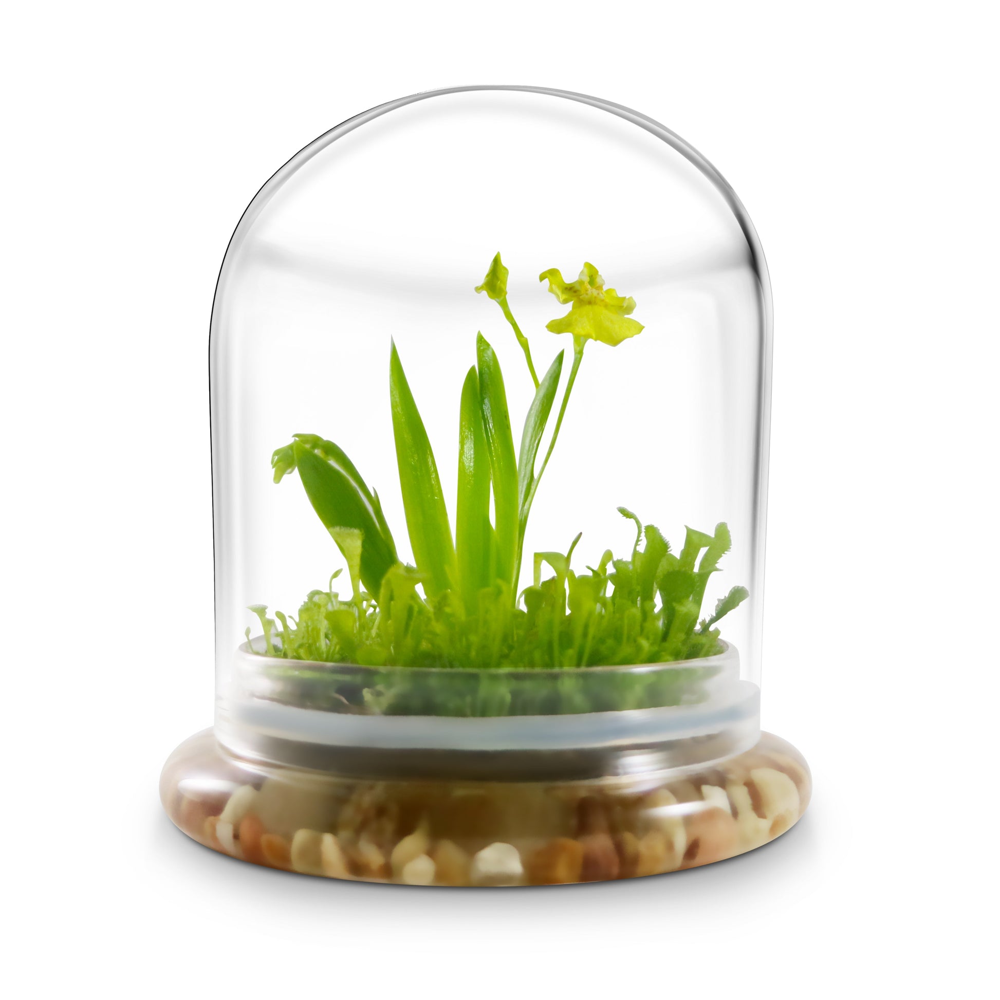 Everlasting Orchid Terrarium with Sundew Moss - Psygmorchis Pusilla – Self growing, Maintenance free, Unique Gift. - Orchid Gene