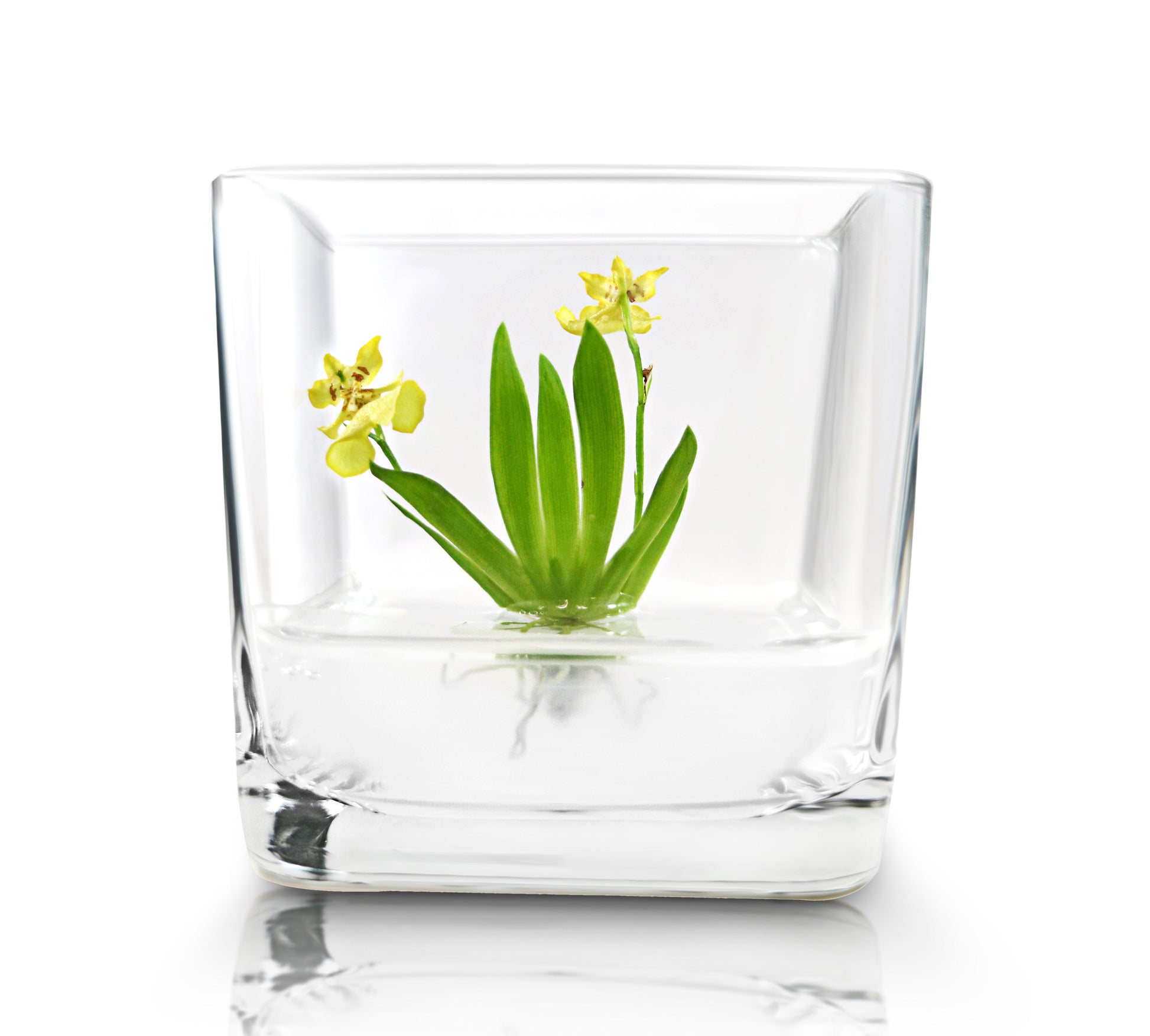 Orchid Bonsai, Psygmorchis Pusilla, Open Pot Design, Beautiful Glass Votive - Orchid Gene