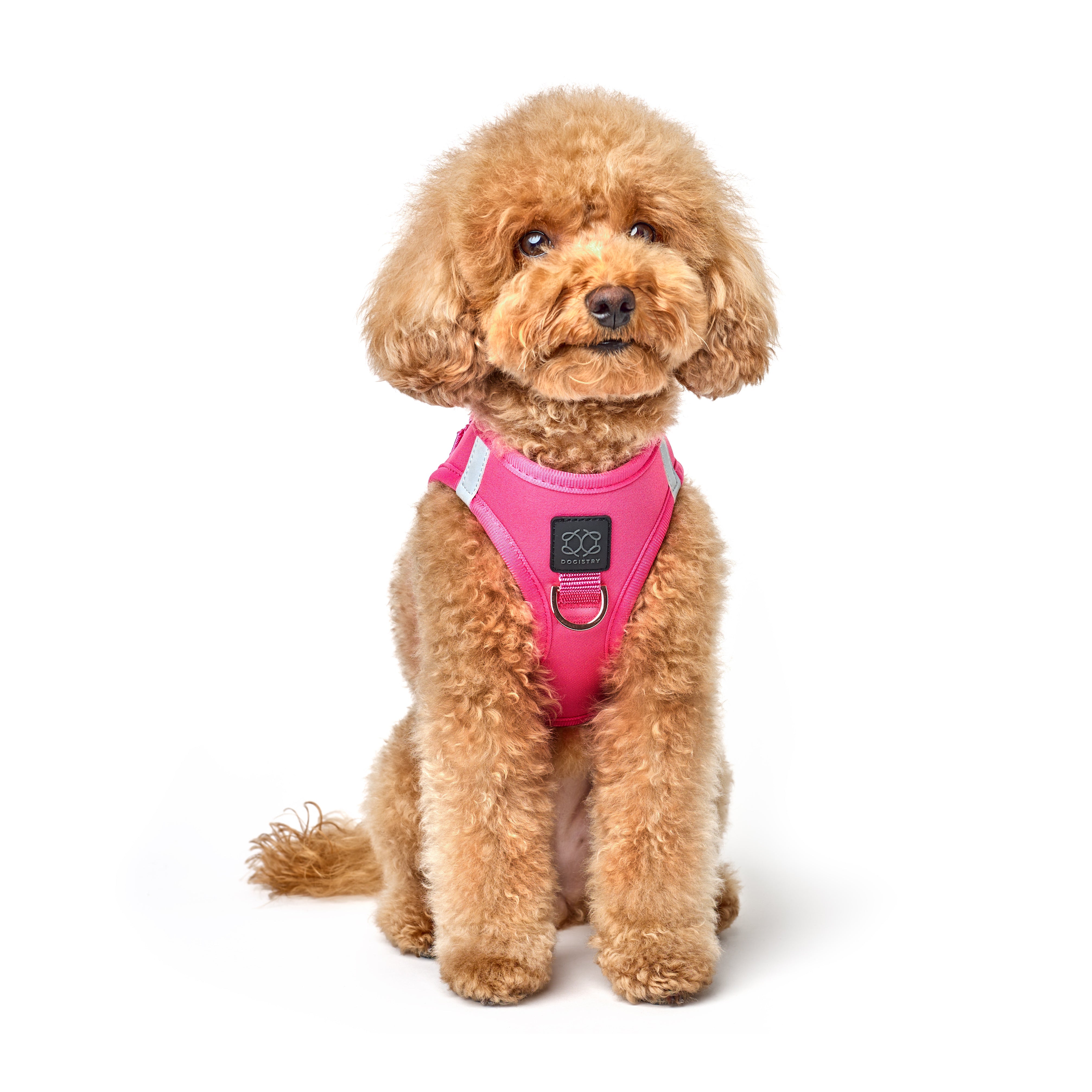 designer dog leashes and collars, designer dog collar and leash, pet accessories designer, fancy harness for dogs, luxury dog harness, fancy dog stuff, pet accessories designer, stylish dog leash