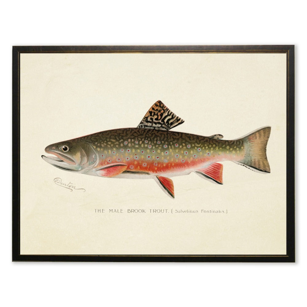 Male Brook Trout Print in Copper and Black Frame