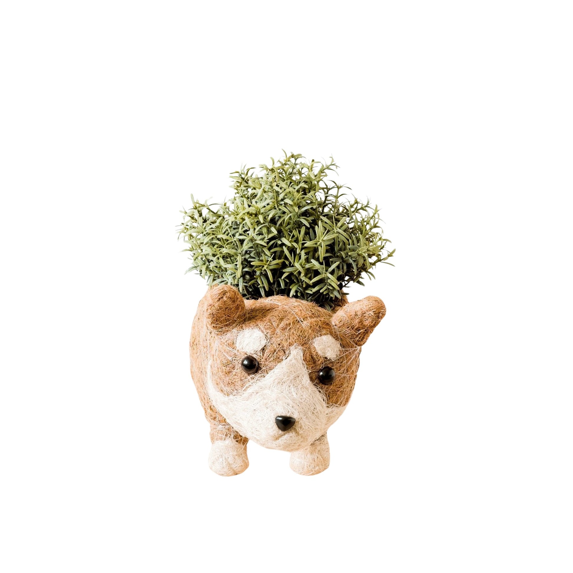 Planters - Corgi Succulent Pot - Handmade Planters | LIKHA - LIKHÂ