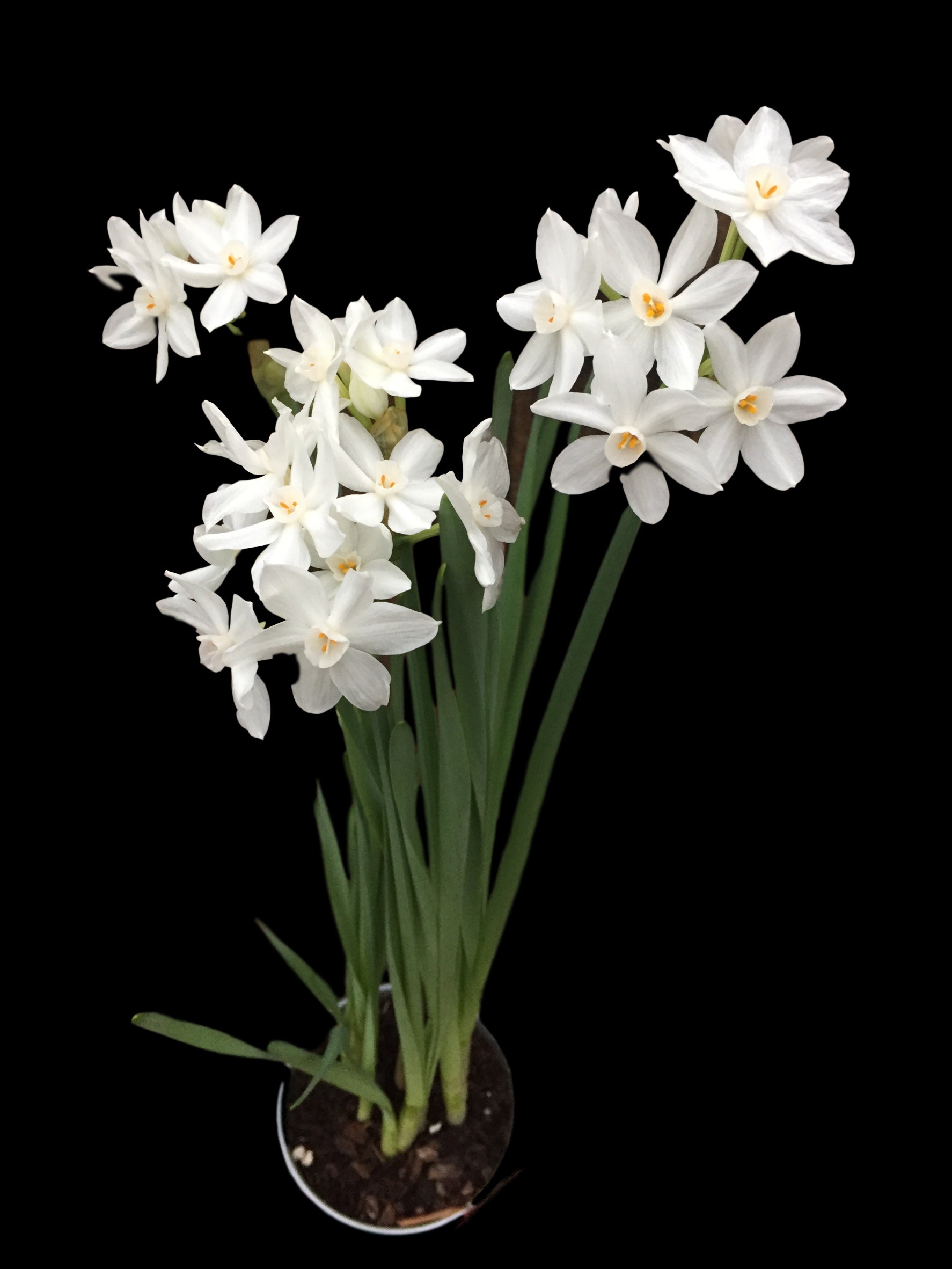 Paperwhite Bulbs 14-16+ 50 Bulbs