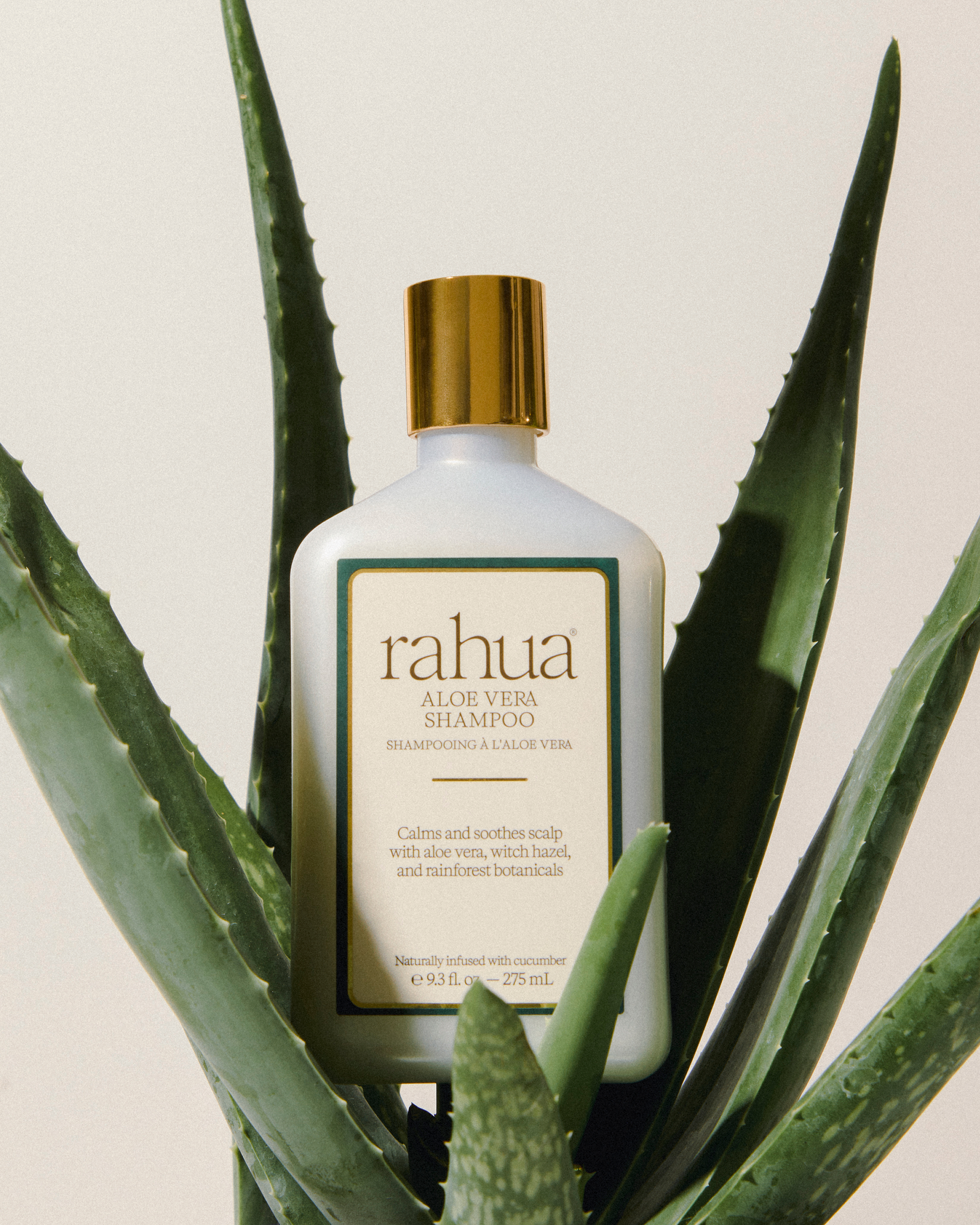 Bottle of rahua aloe vera shampoo surrounded by aloe vera leaves on a light background