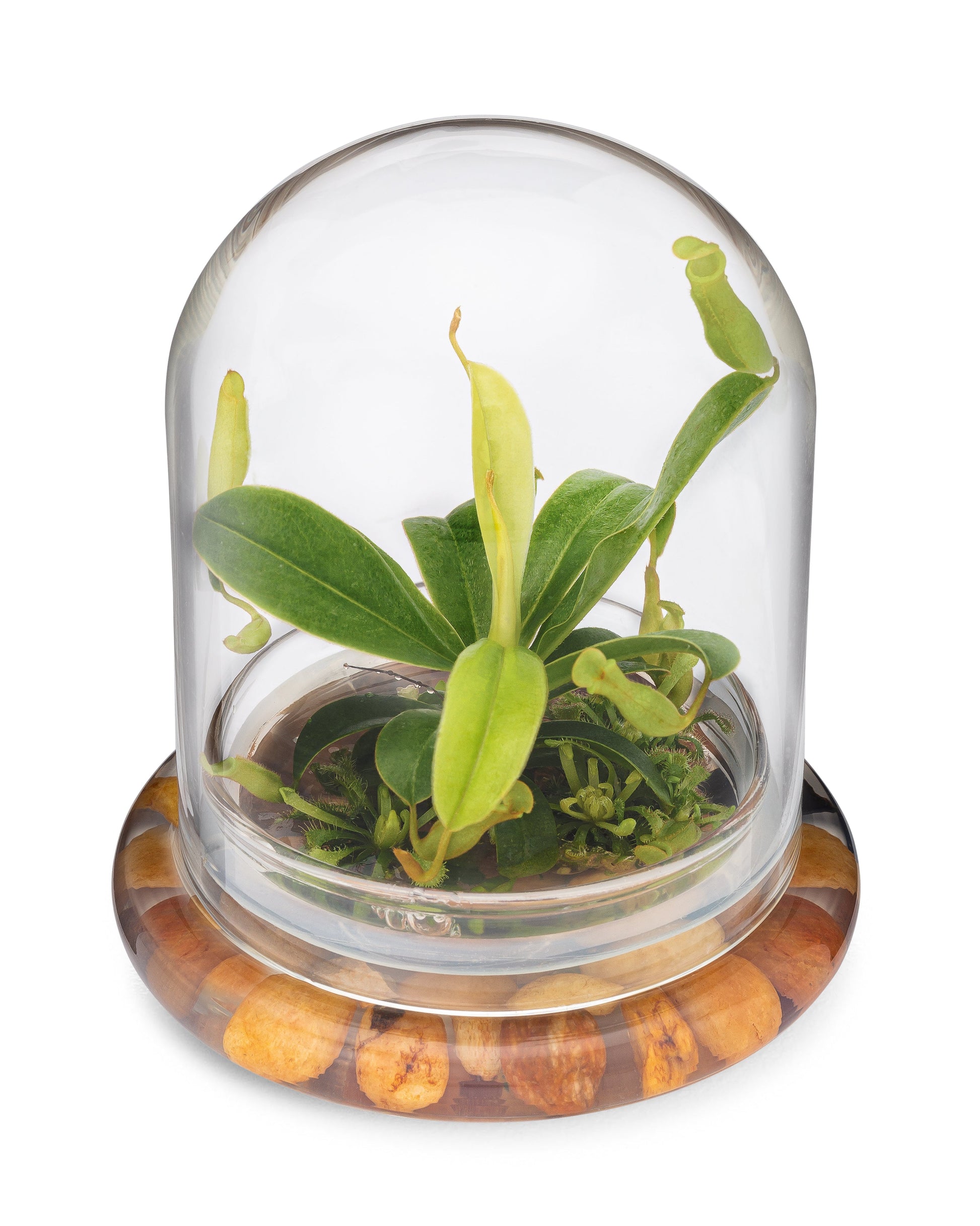 Live Pitcher Plant Terrarium, Nepenthes Tobaica with Moss, Must-have Home Décor - Orchid Gene