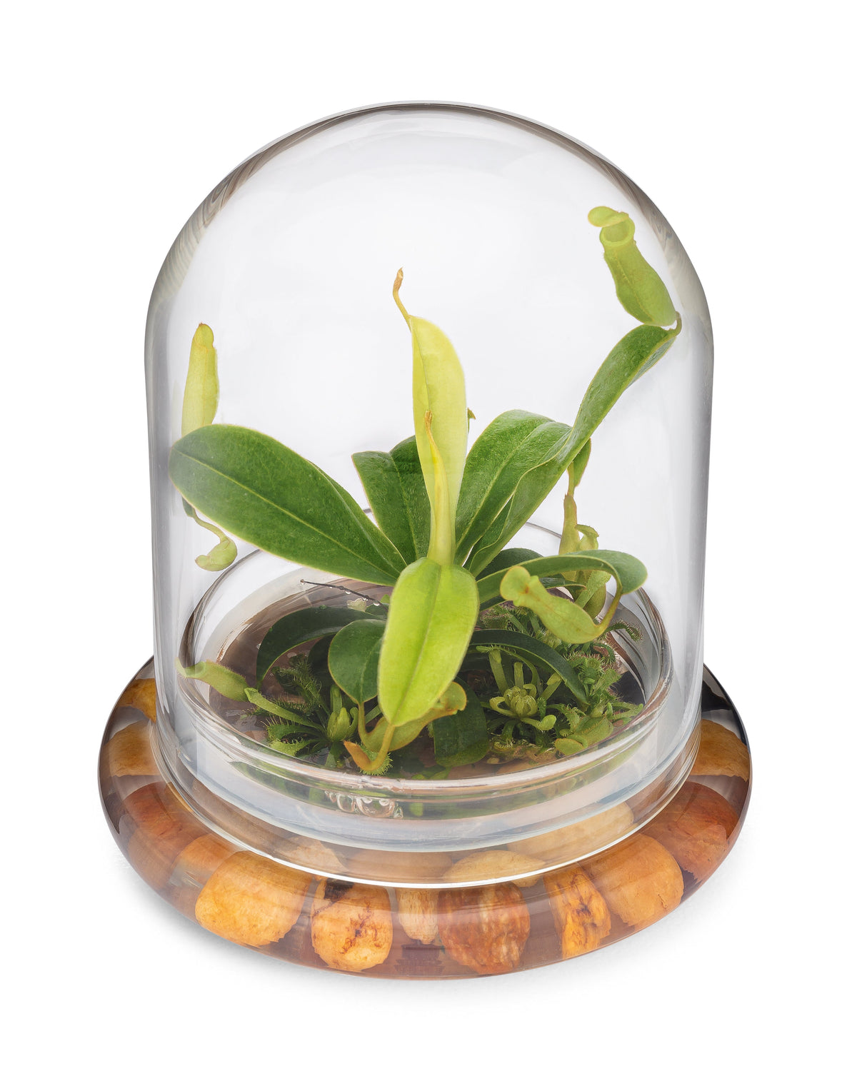 Live Pitcher Plant Terrarium, Nepenthes Tobaica with Moss, Must-have Home Décor - Orchid Gene