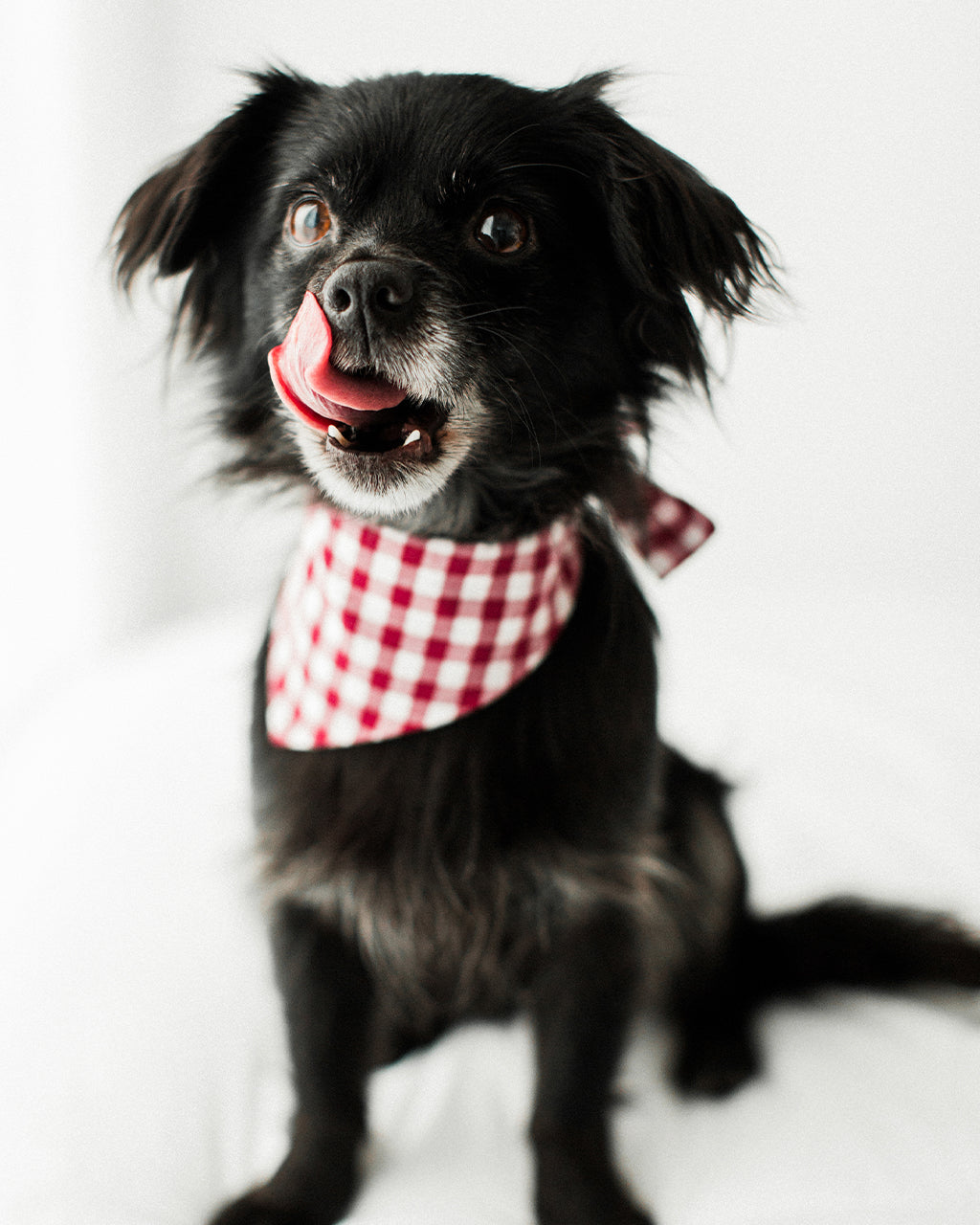 berry gingham
