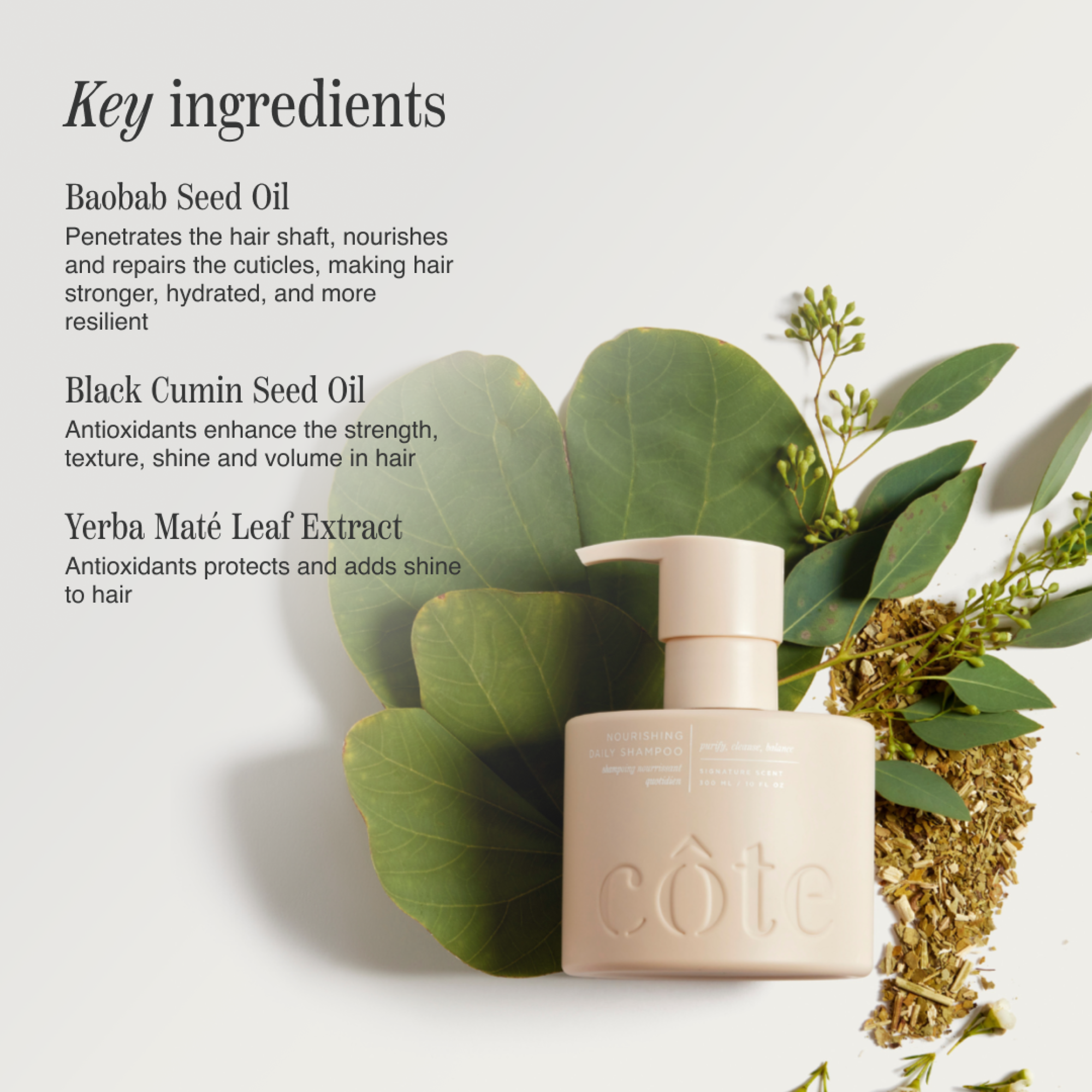 Key Ingredient list of Côte Beauty Nourishing Daily Conditioner Non-Toxic Hair Shampoo