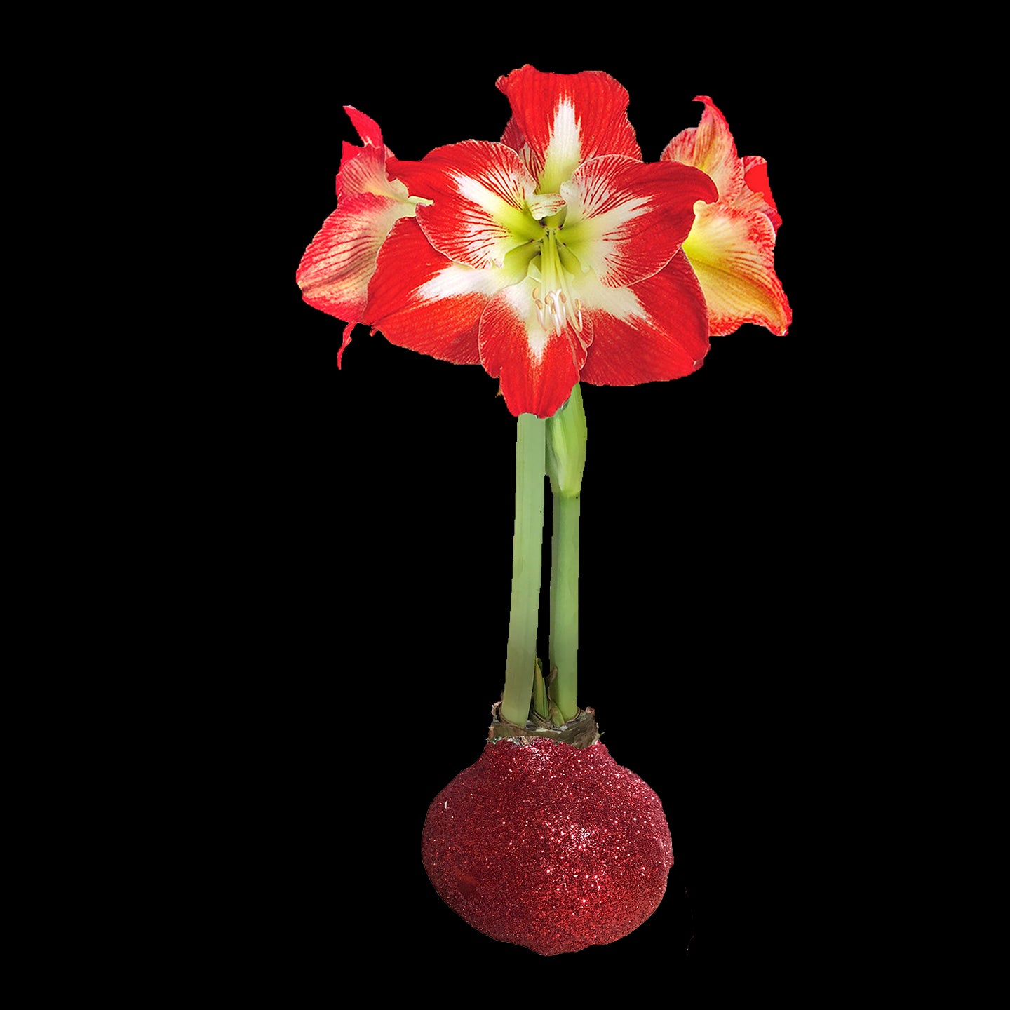 Minerva Red Glitter Base 36+ Case of 18