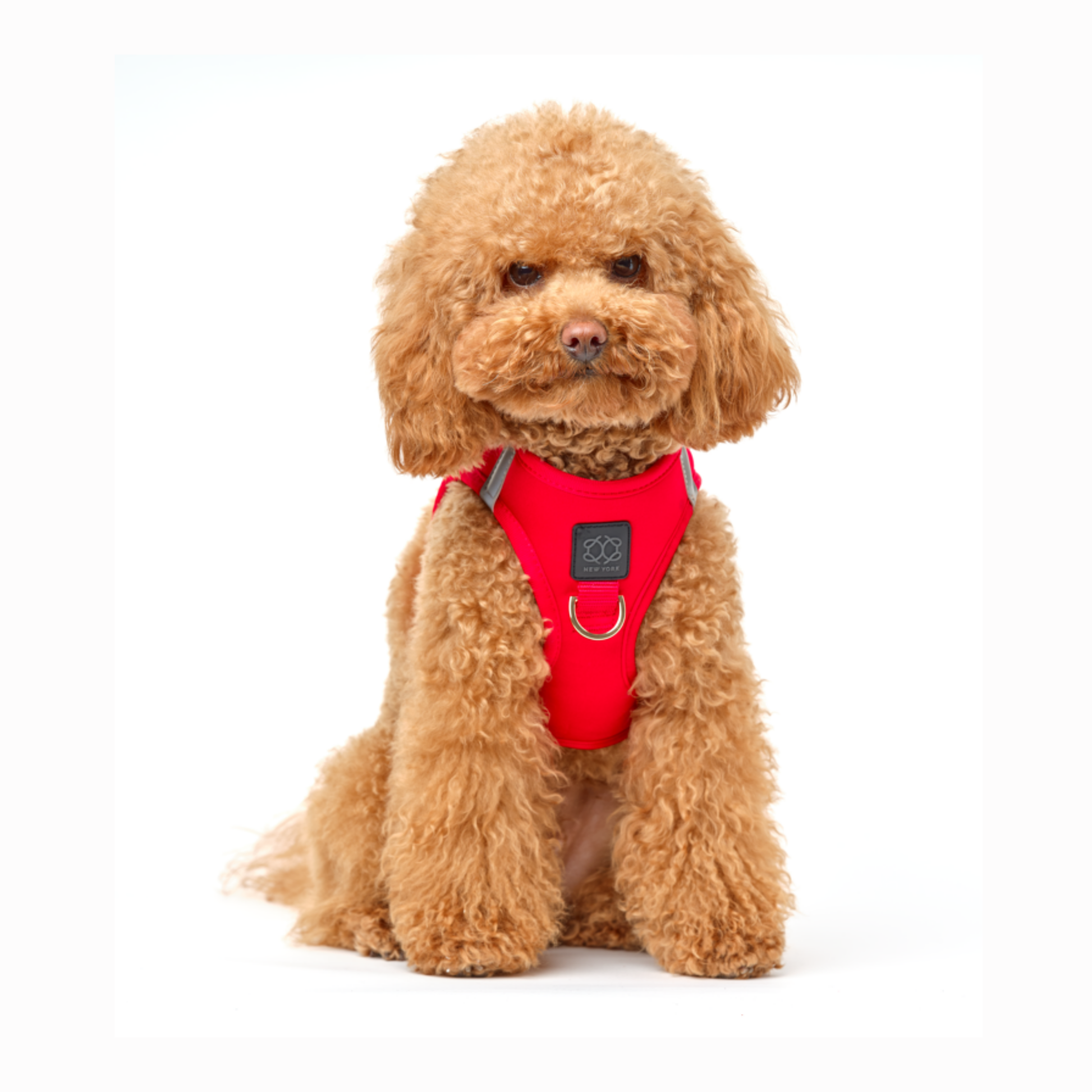 designer dog leashes and collars, designer dog collar and leash, pet accessories designer, fancy harness for dogs, luxury dog harness, fancy dog stuff, pet accessories designer, stylish dog leash