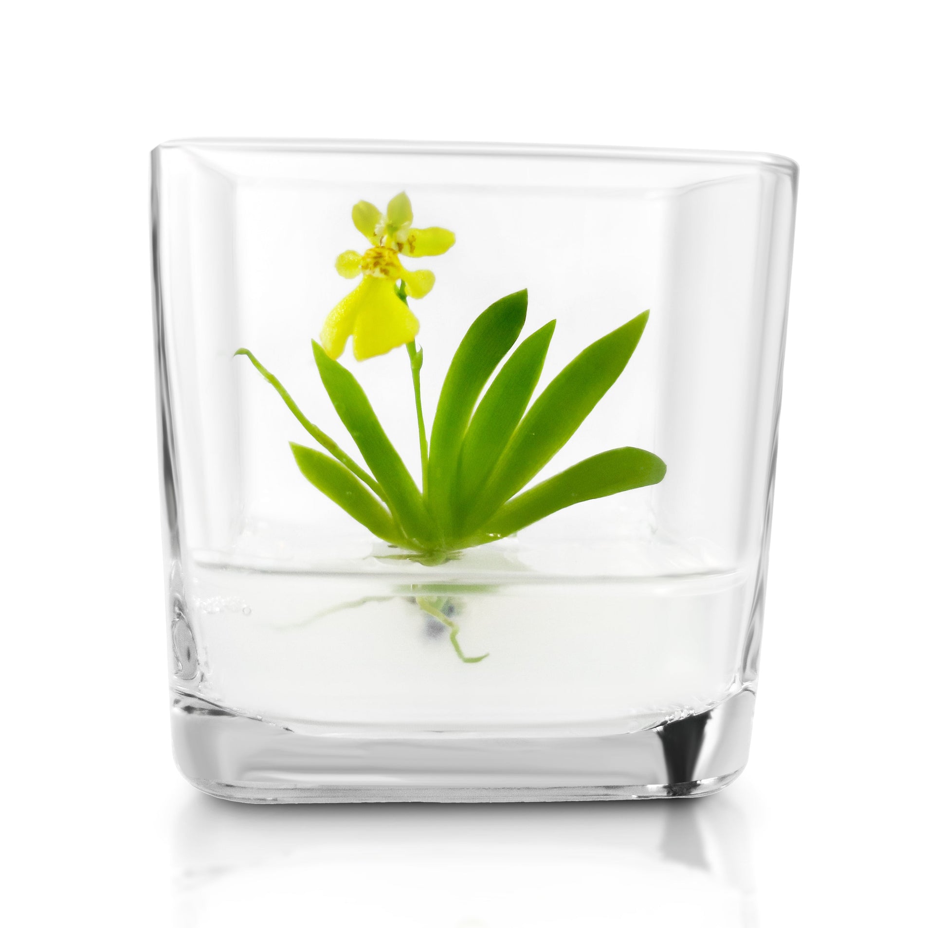 Orchid Bonsai, Psygmorchis Pusilla, Open Pot Design, Beautiful Glass Votive - Orchid Gene