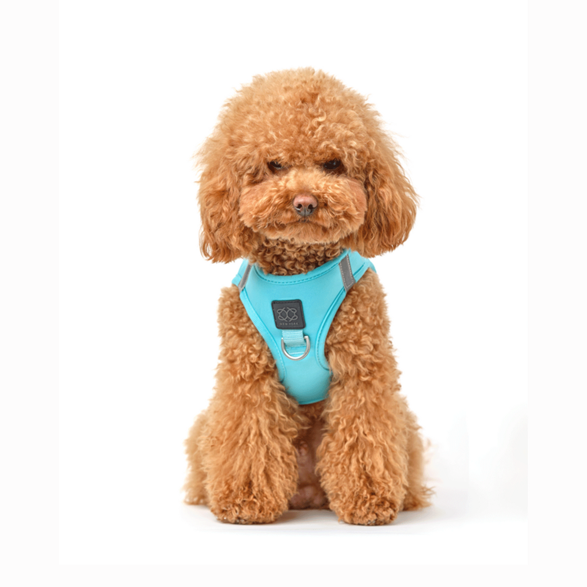 designer dog leashes and collars, designer dog collar and leash, pet accessories designer, fancy harness for dogs, luxury dog harness, fancy dog stuff, pet accessories designer, stylish dog leash