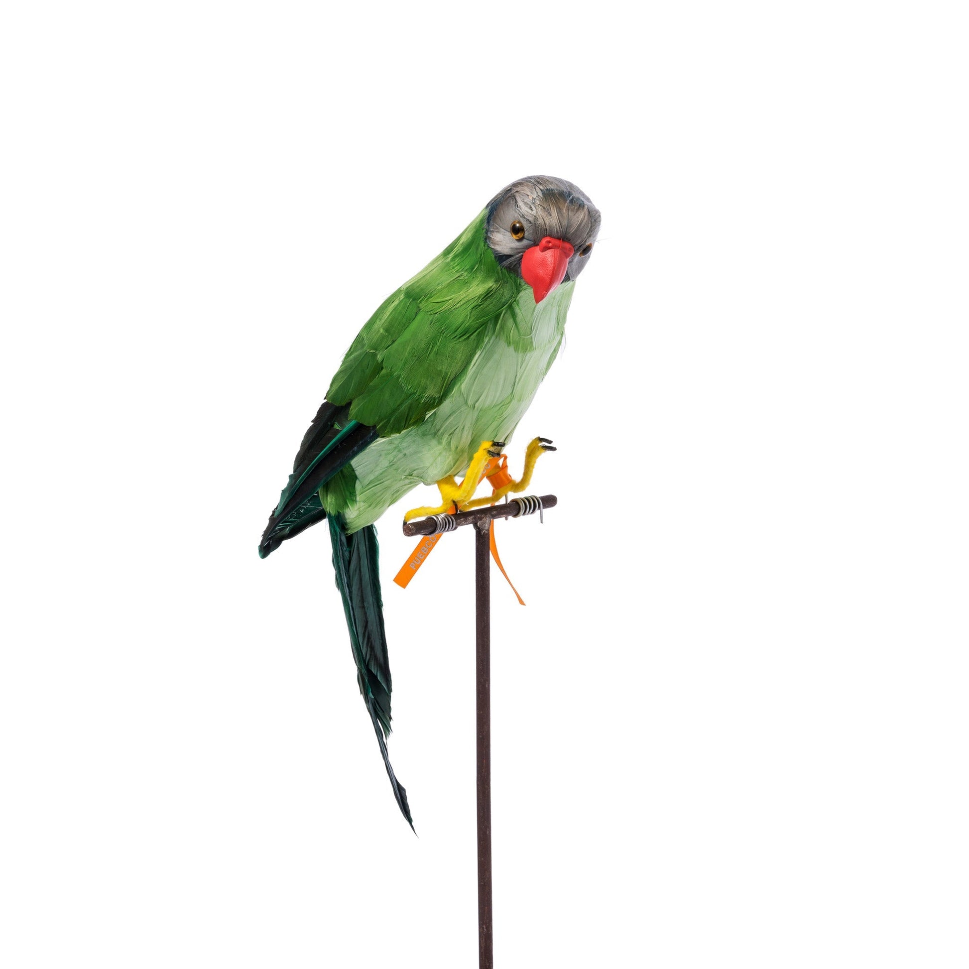 Green Parrot Design By Puebco 1