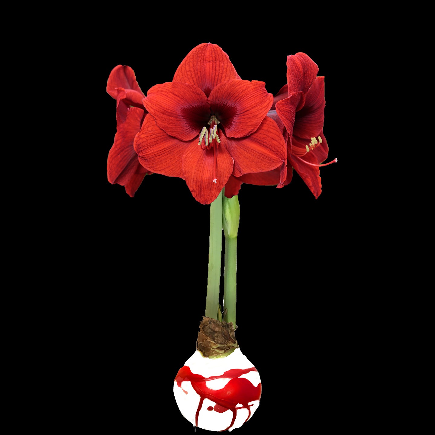 Red Flower White Wax with Red Splatter Base 36+ 18 bulbs
