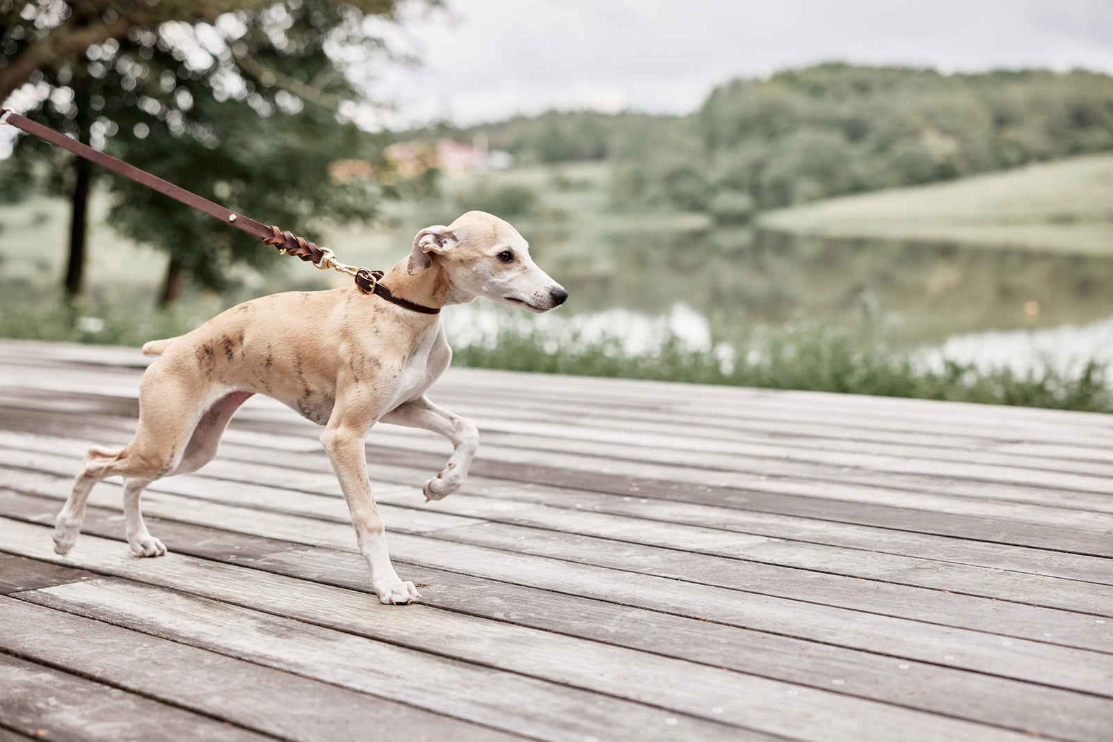 Robin Dog Collar Choko 6