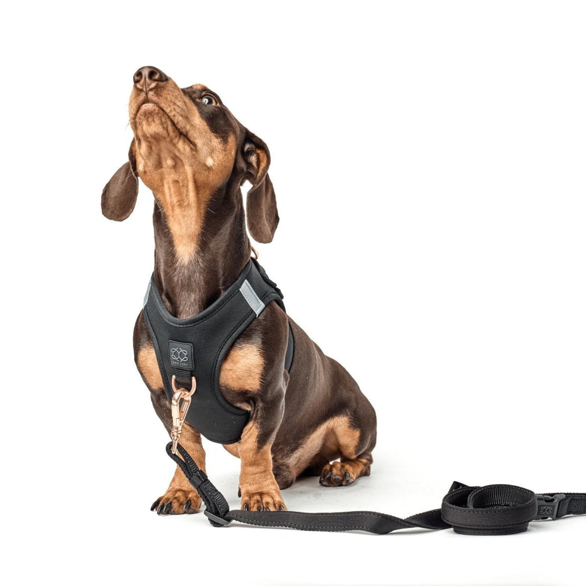 designer dog leashes and collars, designer dog collar and leash, pet accessories designer, fancy harness for dogs, luxury dog harness, fancy dog stuff, pet accessories designer, stylish dog leash