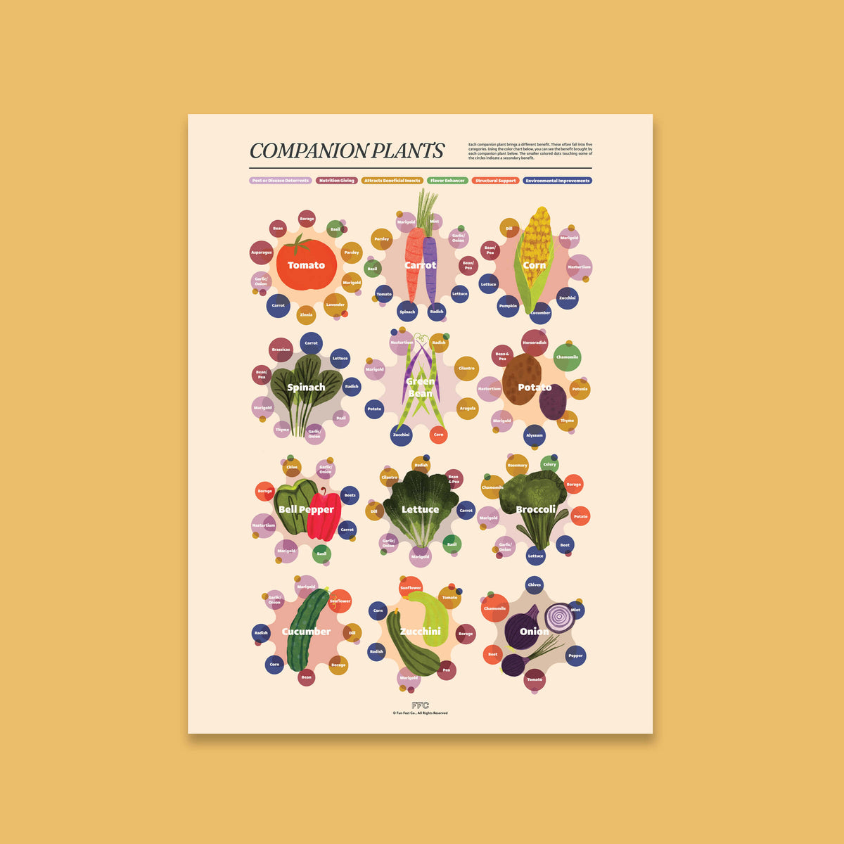 Companion Plants Illustrated Infographic Print