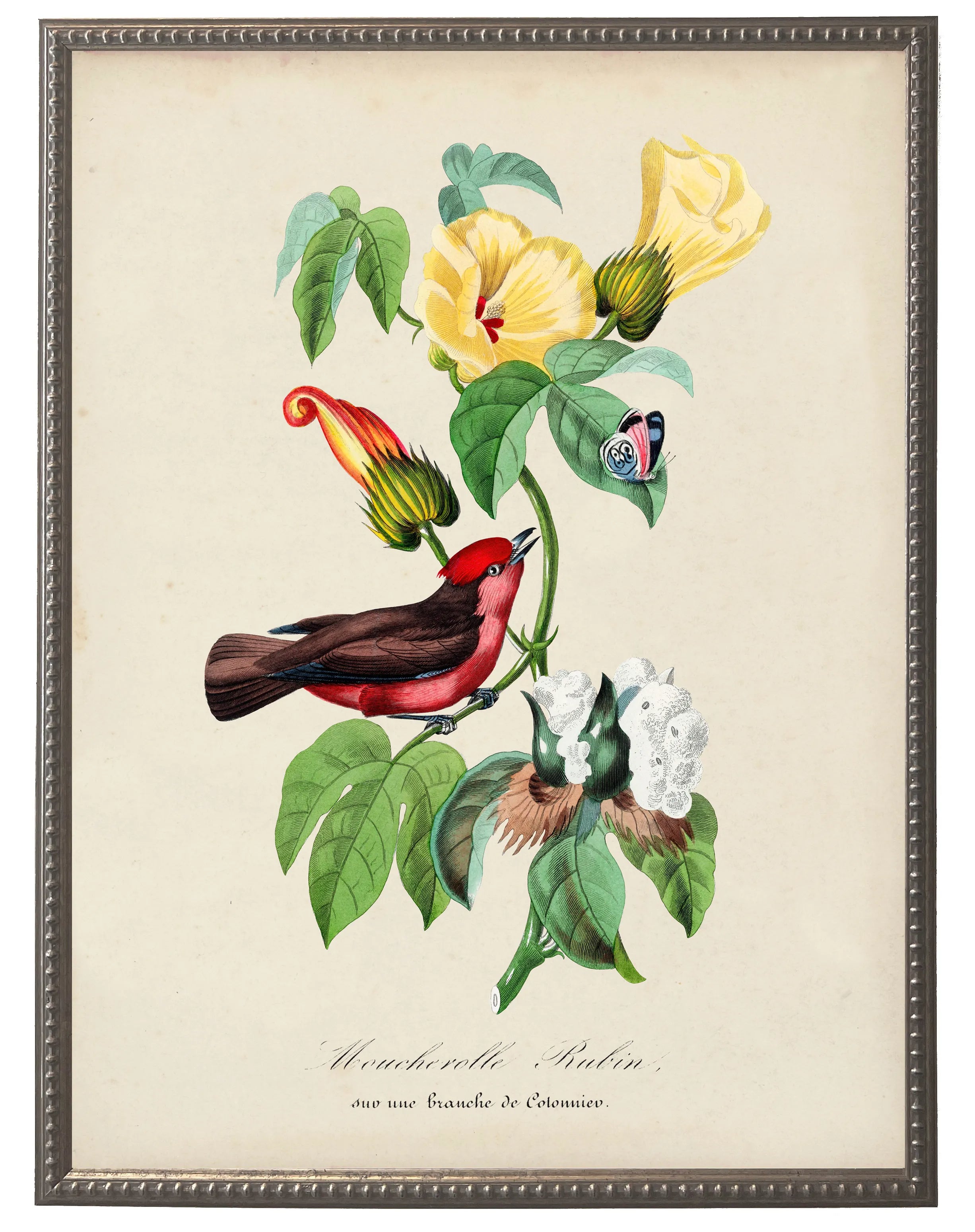 Flycatcher and Flower Print in Beaded Pewter Frame