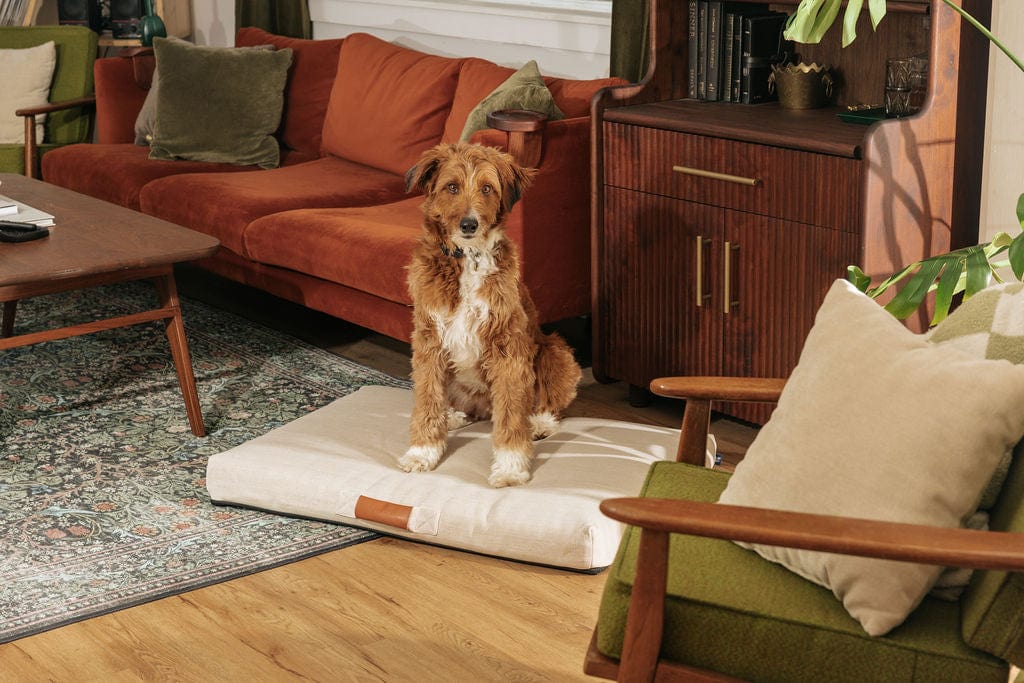 LAY LO™ Pets Minimalist Ecru | Modern Dog Bed or Bed Cover Lay Lo Pets