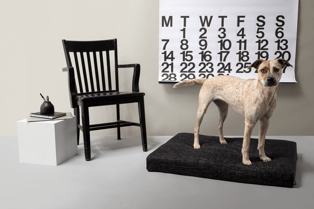 Laylo Pets Minimalist LAY LO Pets - Modern Black Dog Bed or Bed Cover Lay Lo Pets, orthopedic bed for dogs, 