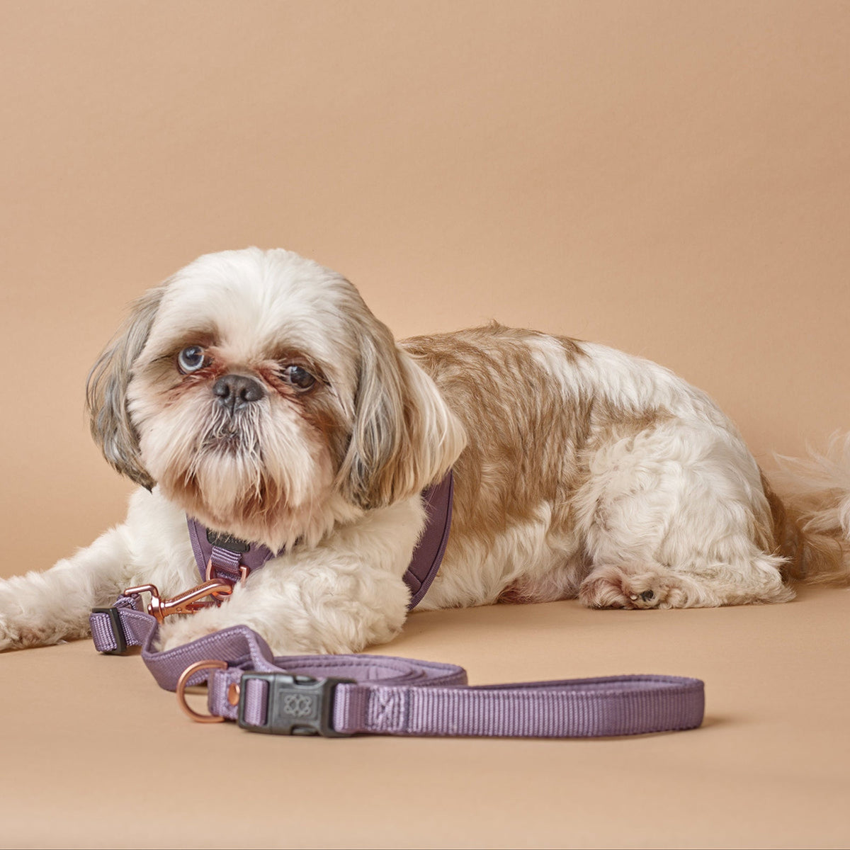 designer dog leashes and collars, designer dog collar and leash, pet accessories designer, fancy harness for dogs, luxury dog harness, fancy dog stuff, pet accessories designer, stylish dog leash