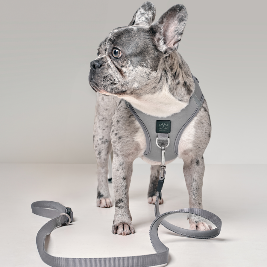 designer dog leashes and collars, designer dog collar and leash, pet accessories designer, fancy harness for dogs, luxury dog harness, fancy dog stuff, pet accessories designer, stylish dog leash