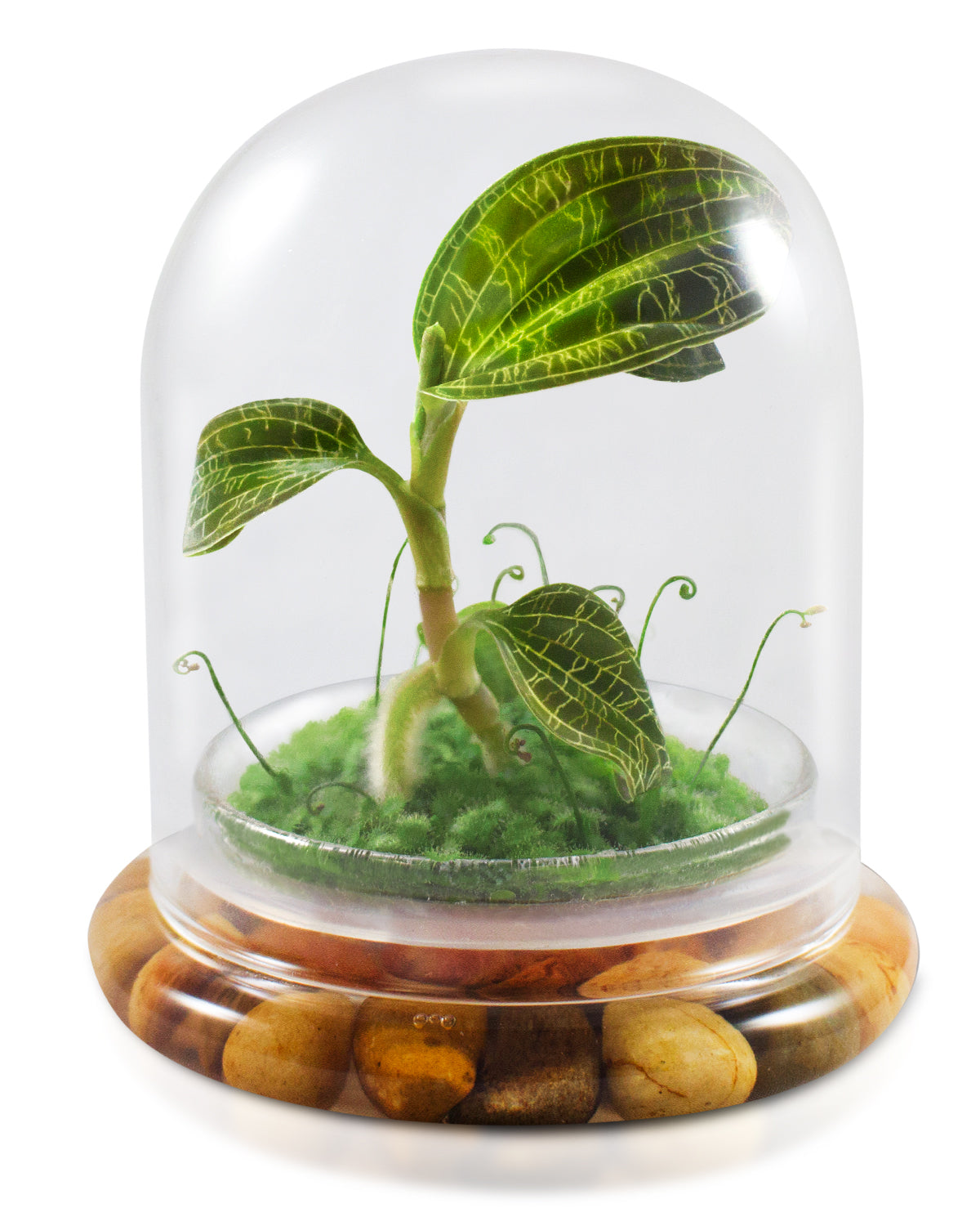 Jewel Orchid Terrarium, Macodes Petola, Great Unique Gift, 100% Growth Guarantee - Orchid Gene