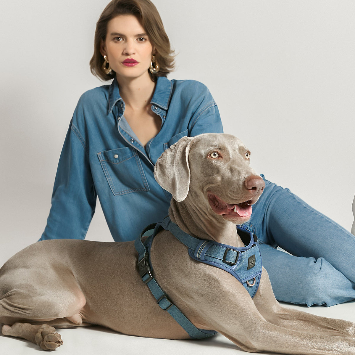 designer dog leashes and collars, designer dog collar and leash, pet accessories designer, fancy harness for dogs, luxury dog harness, fancy dog stuff, pet accessories designer, stylish dog leash