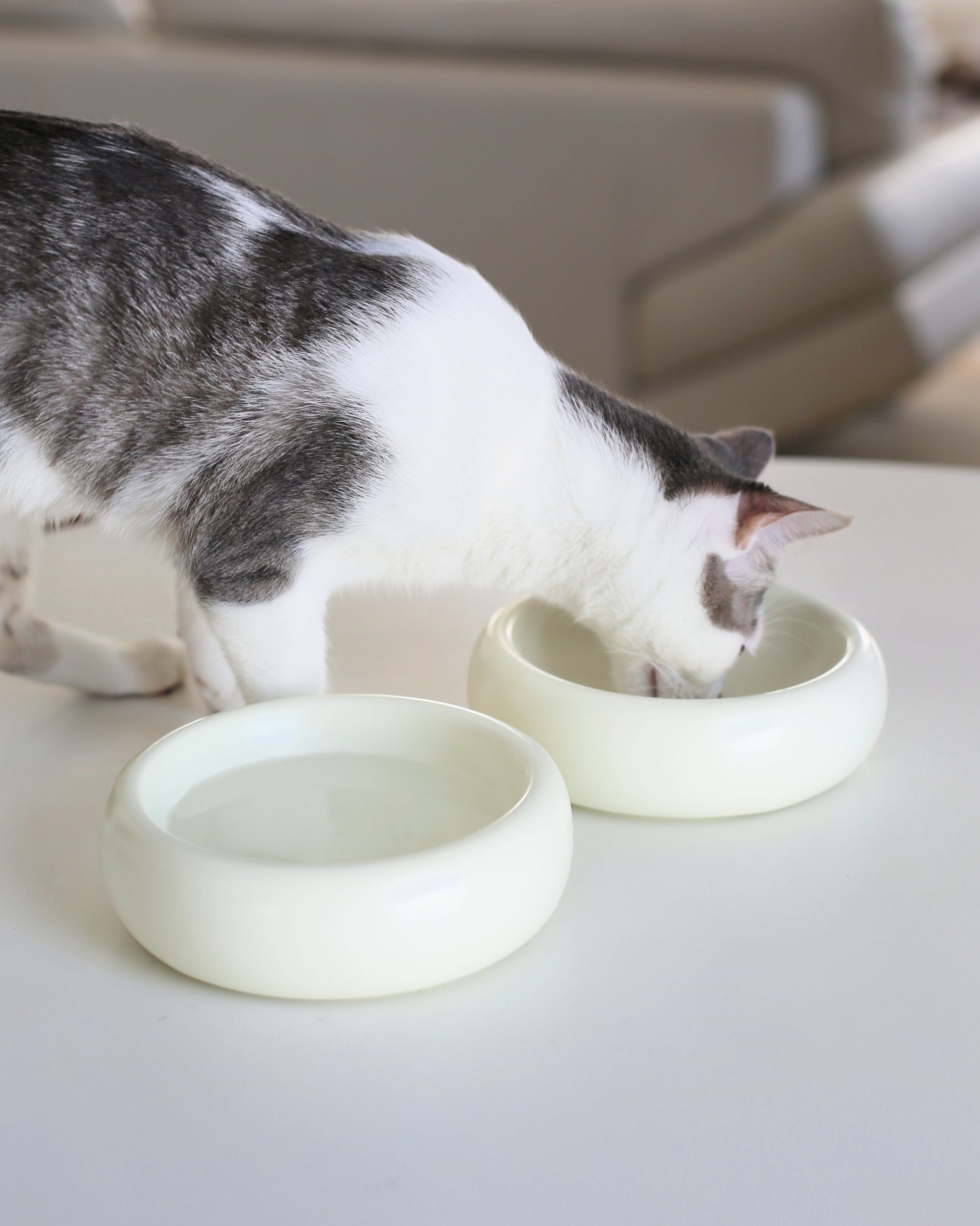 grey and white aesthetic cat eating from best modern cat bowl with whisker fatigue prevention that is the best cat bowls by catenary home modern cat furniture company one that is a cat food bowl and one used as a cat water bowl on white dining table with living room in the background