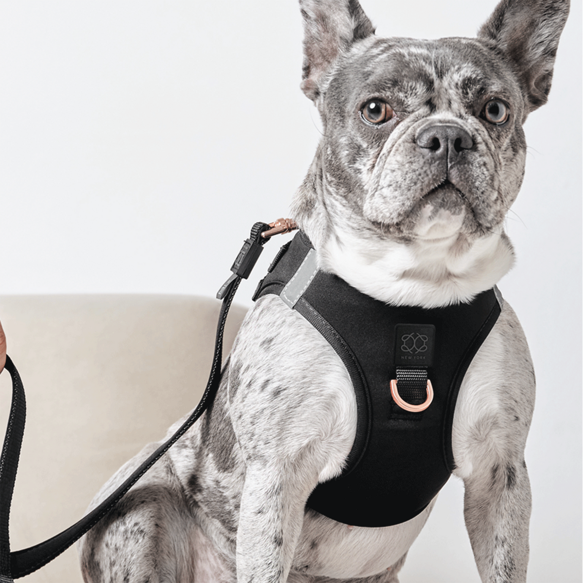 designer dog leashes and collars, designer dog collar and leash, pet accessories designer, fancy harness for dogs, luxury dog harness, fancy dog stuff, pet accessories designer, stylish dog leash