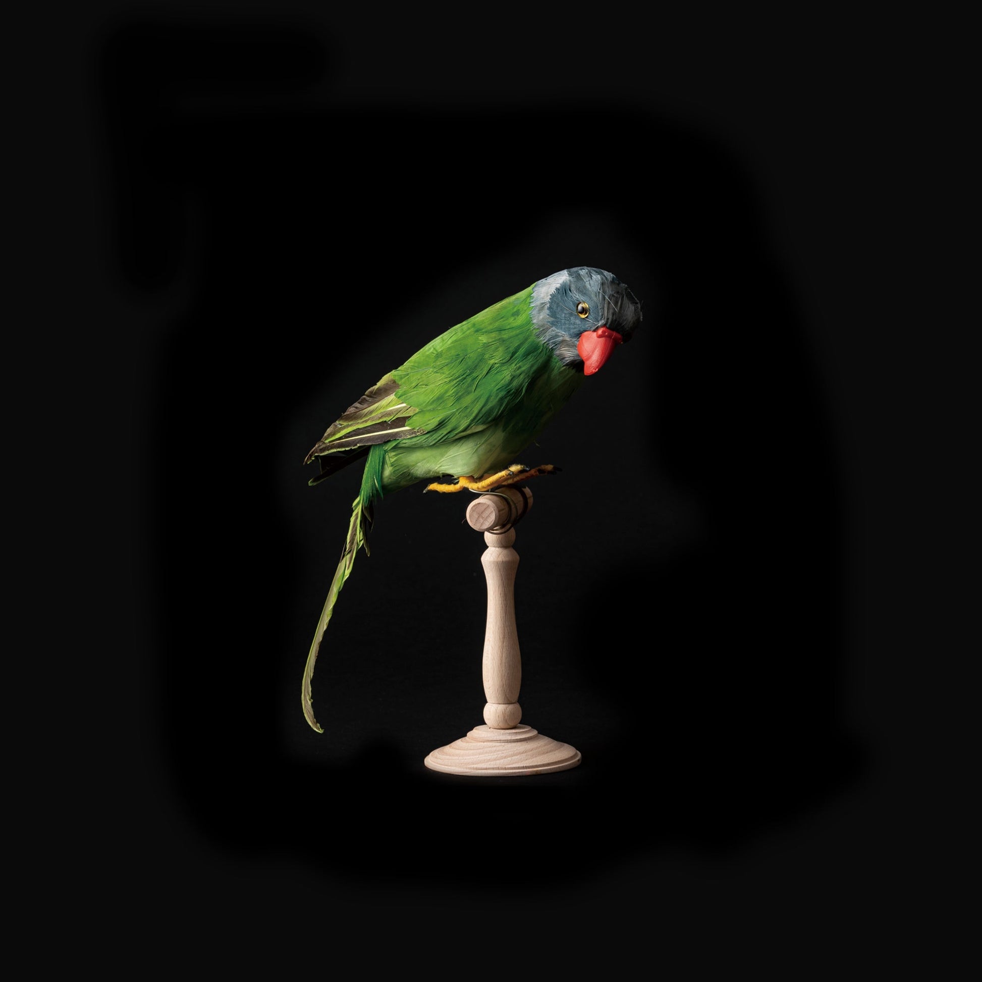 Green Parrot Design By Puebco 2
