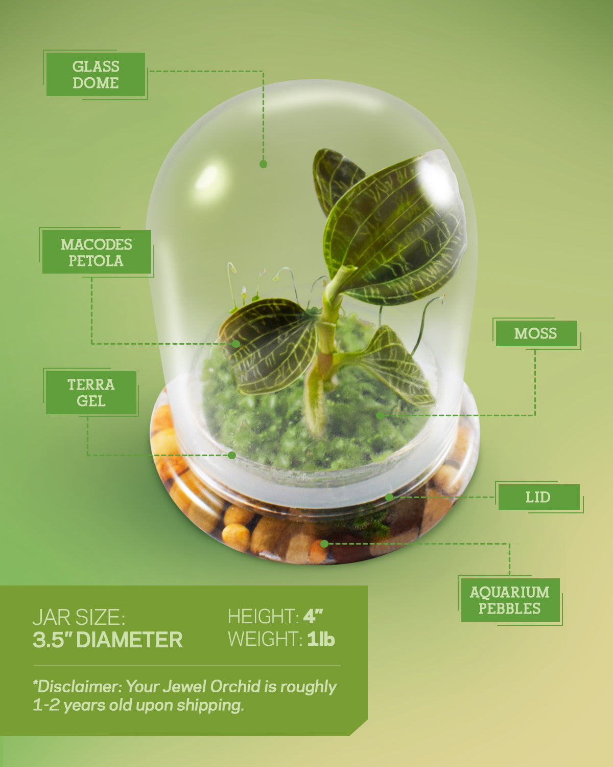 Jewel Orchid Terrarium, Macodes Petola, Great Unique Gift, 100% Growth Guarantee - Orchid Gene