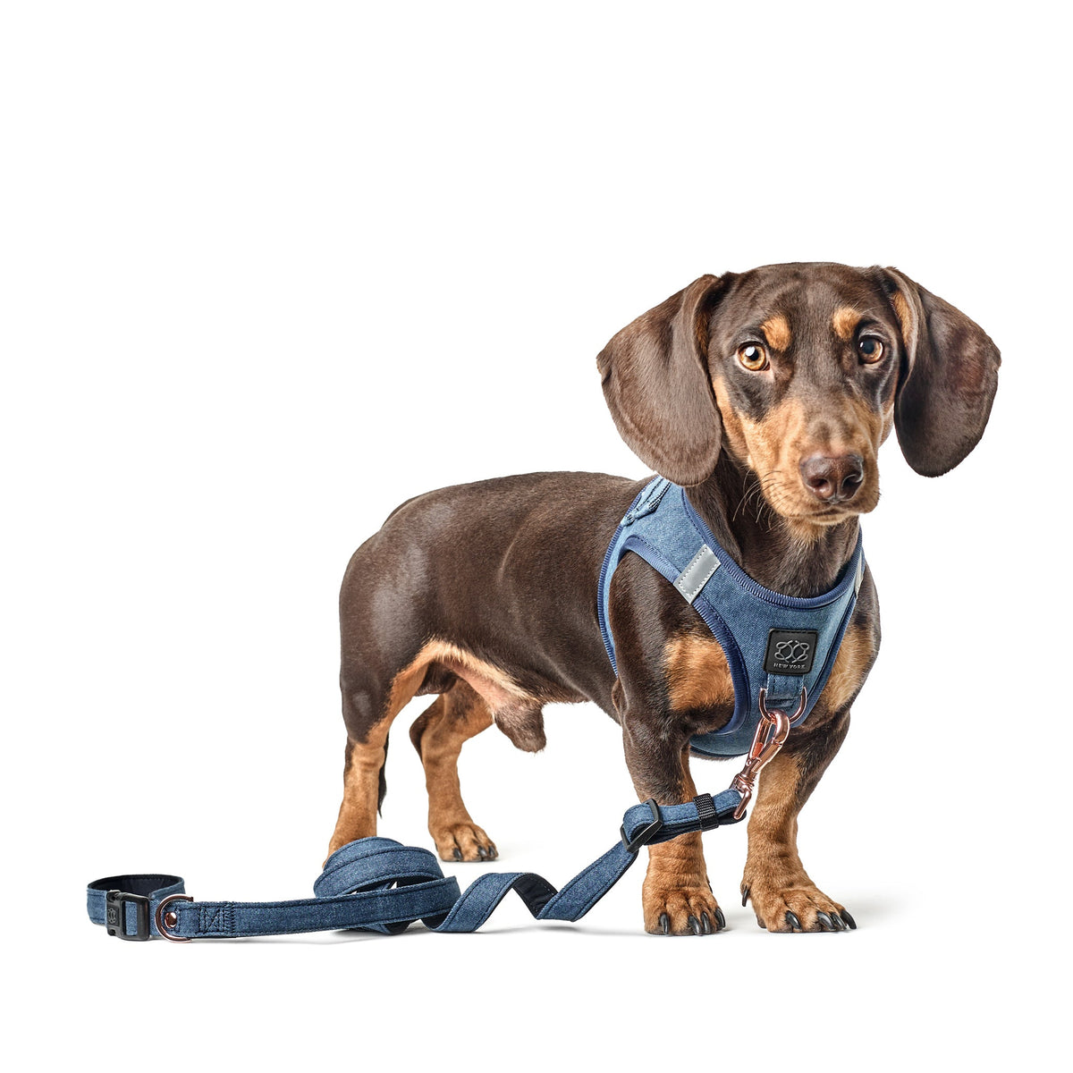 SoHo Complete Dog Walking Set - Denim